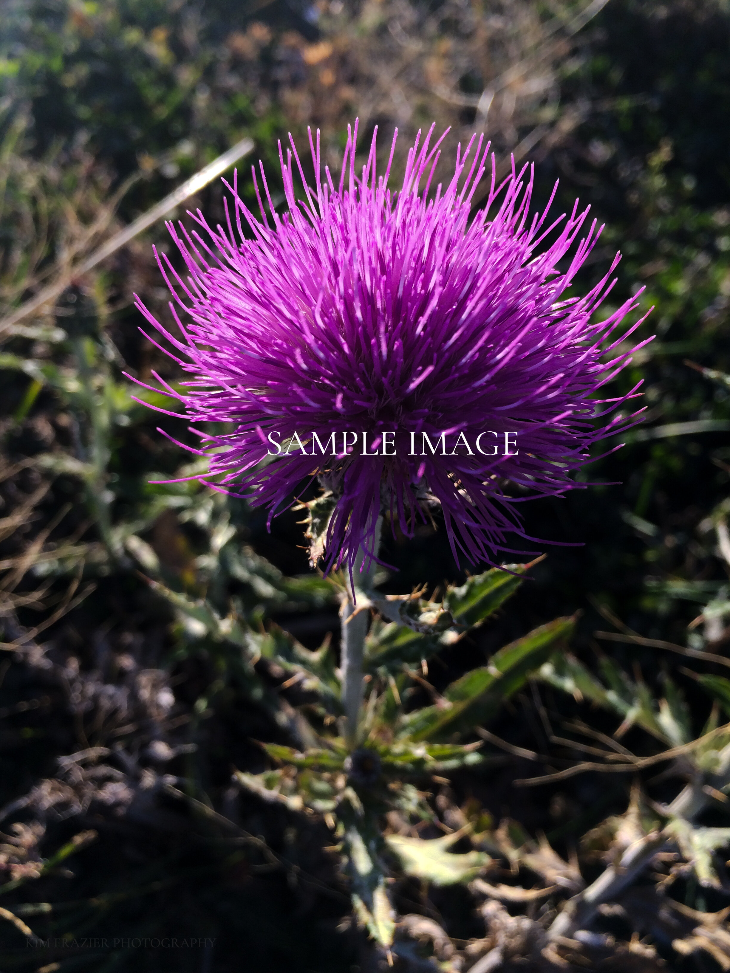 Purple Flower
