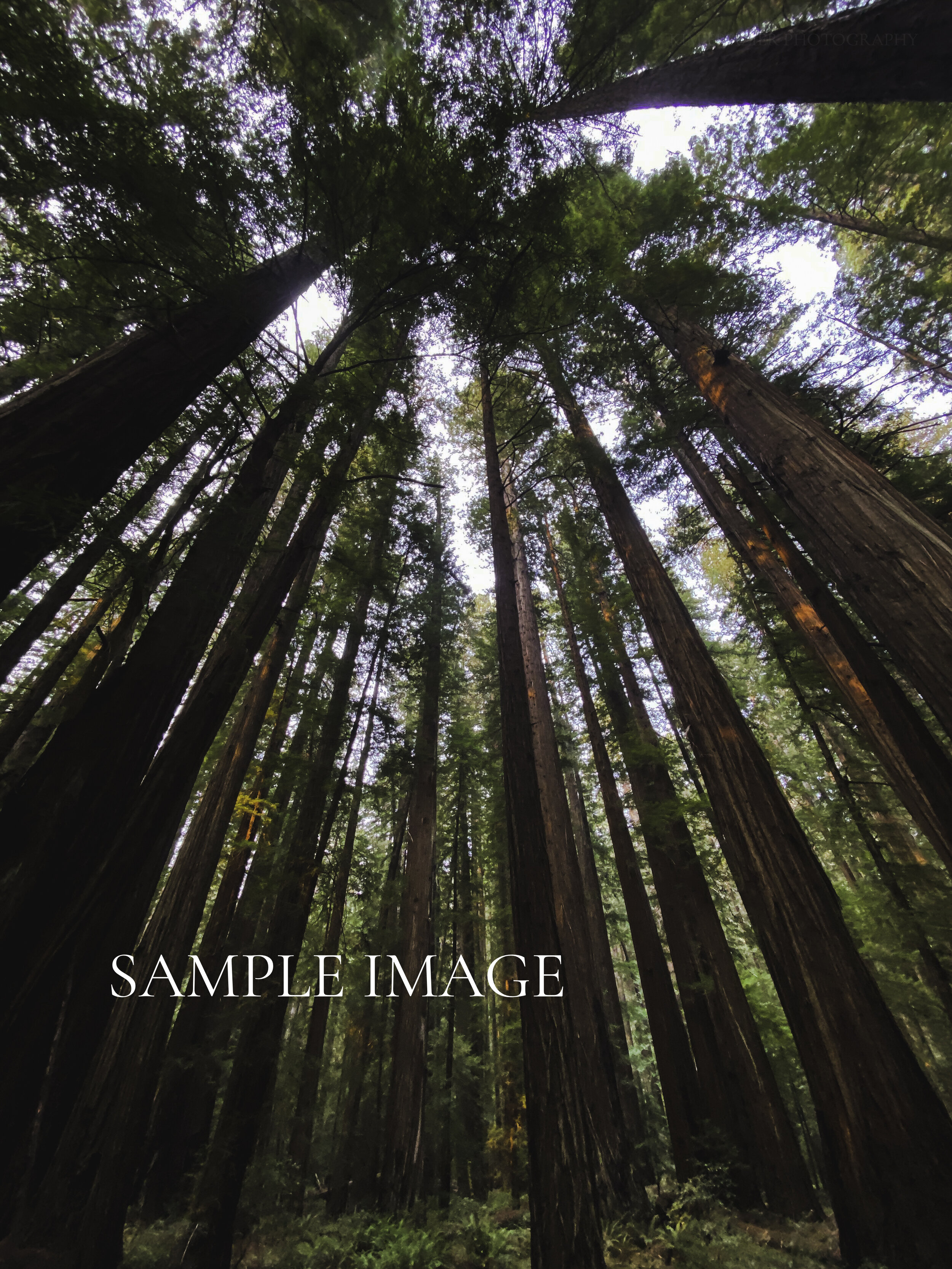 California Redwood Forest
