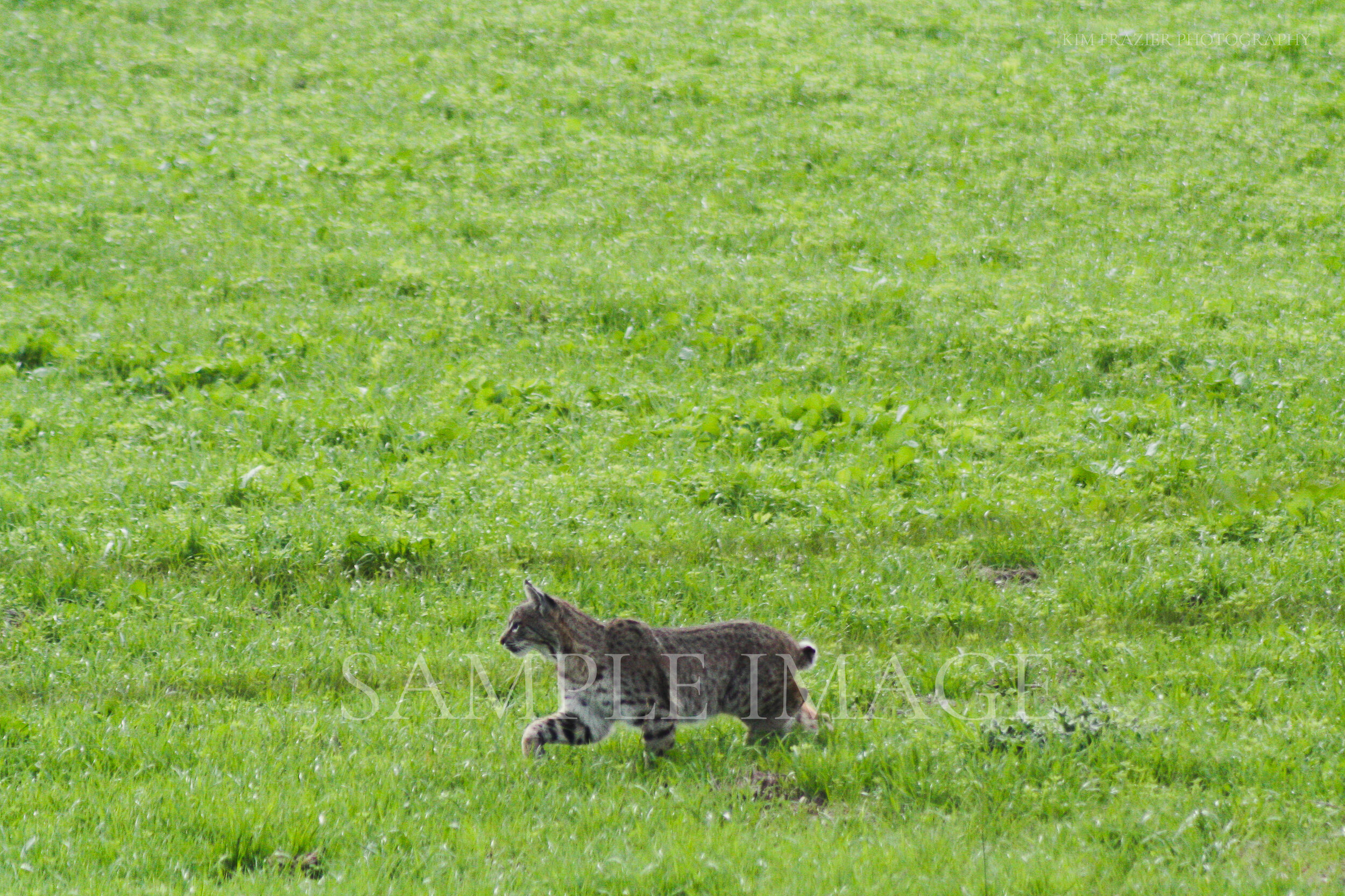 Bobcat