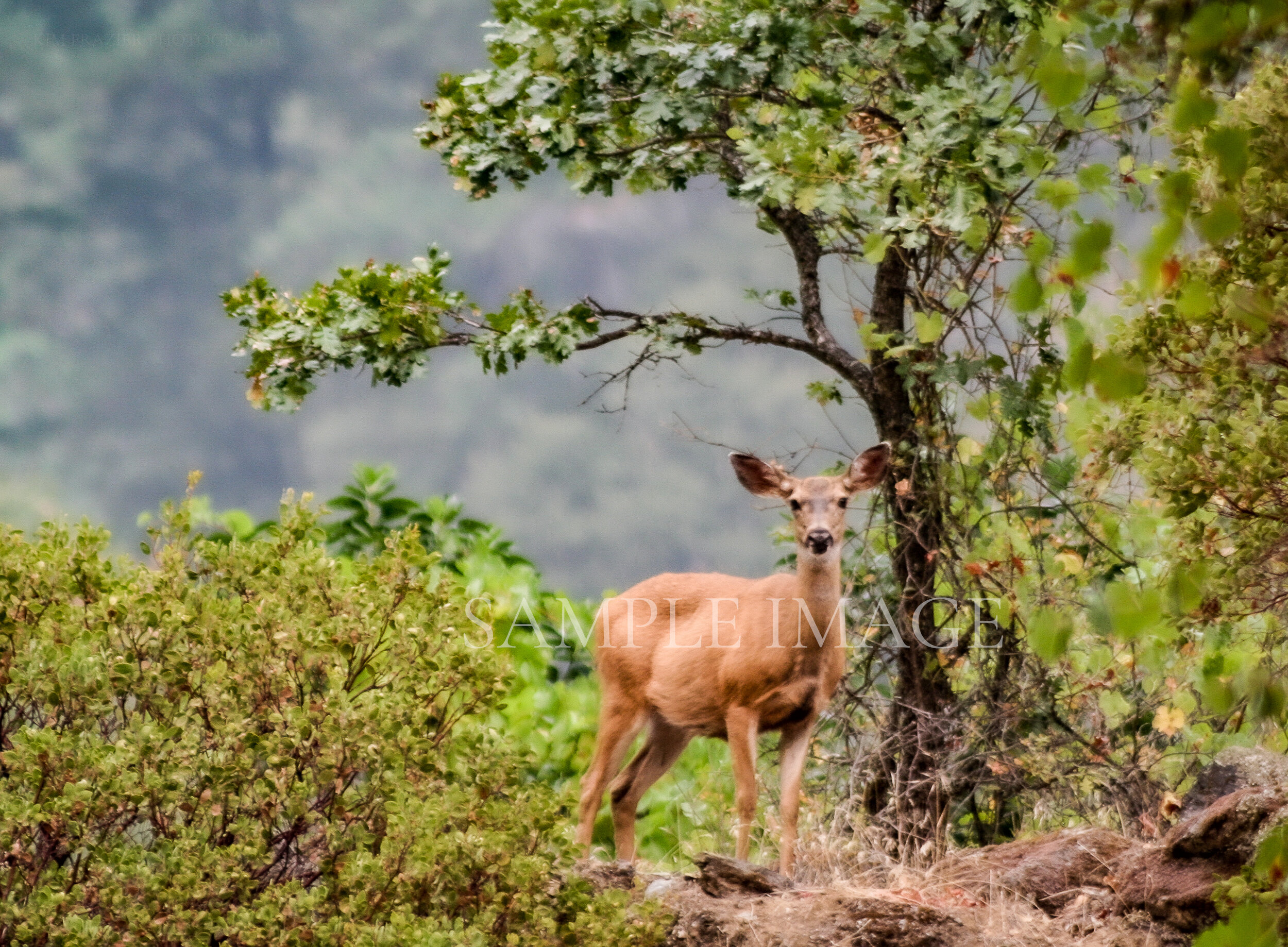 Deer