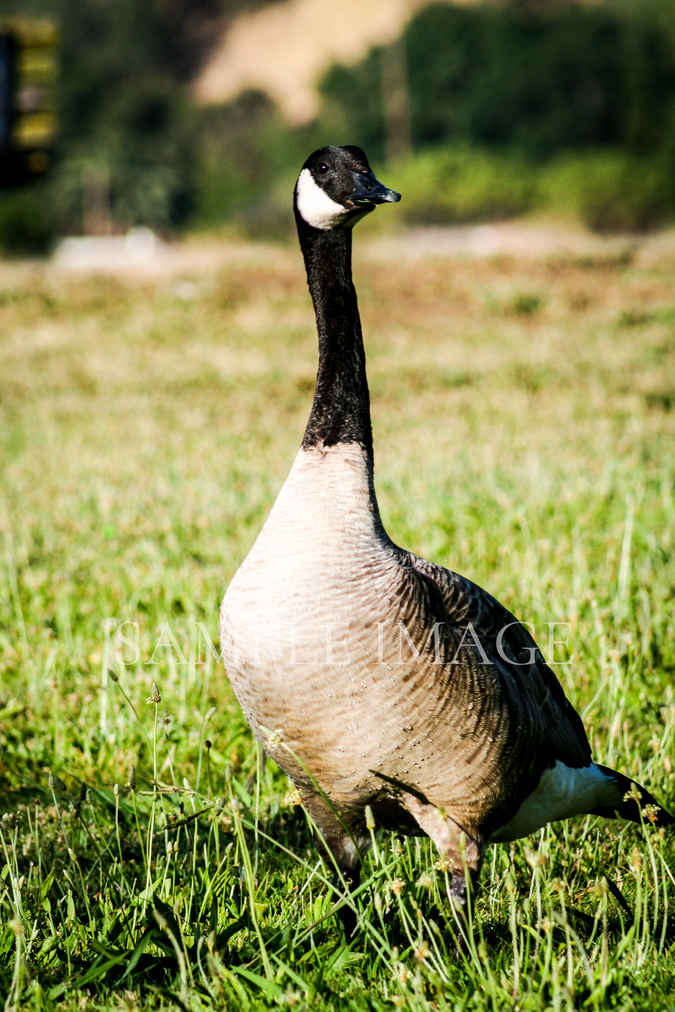 Goose