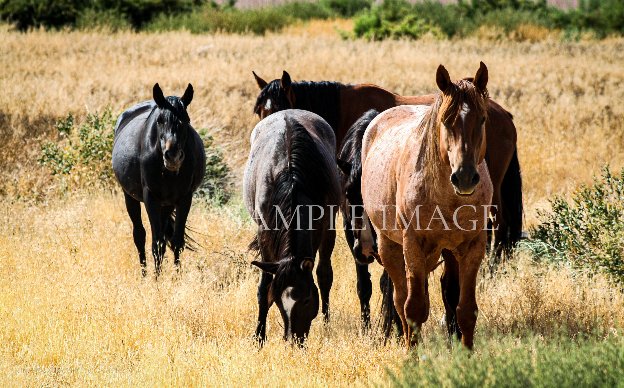 Horses