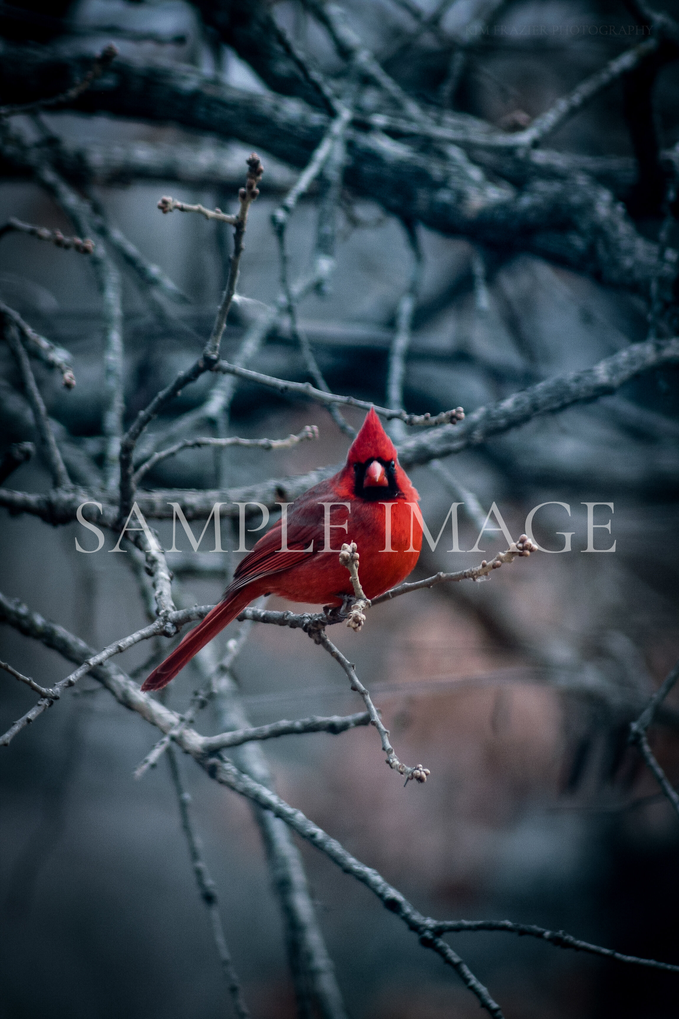 Cardinal