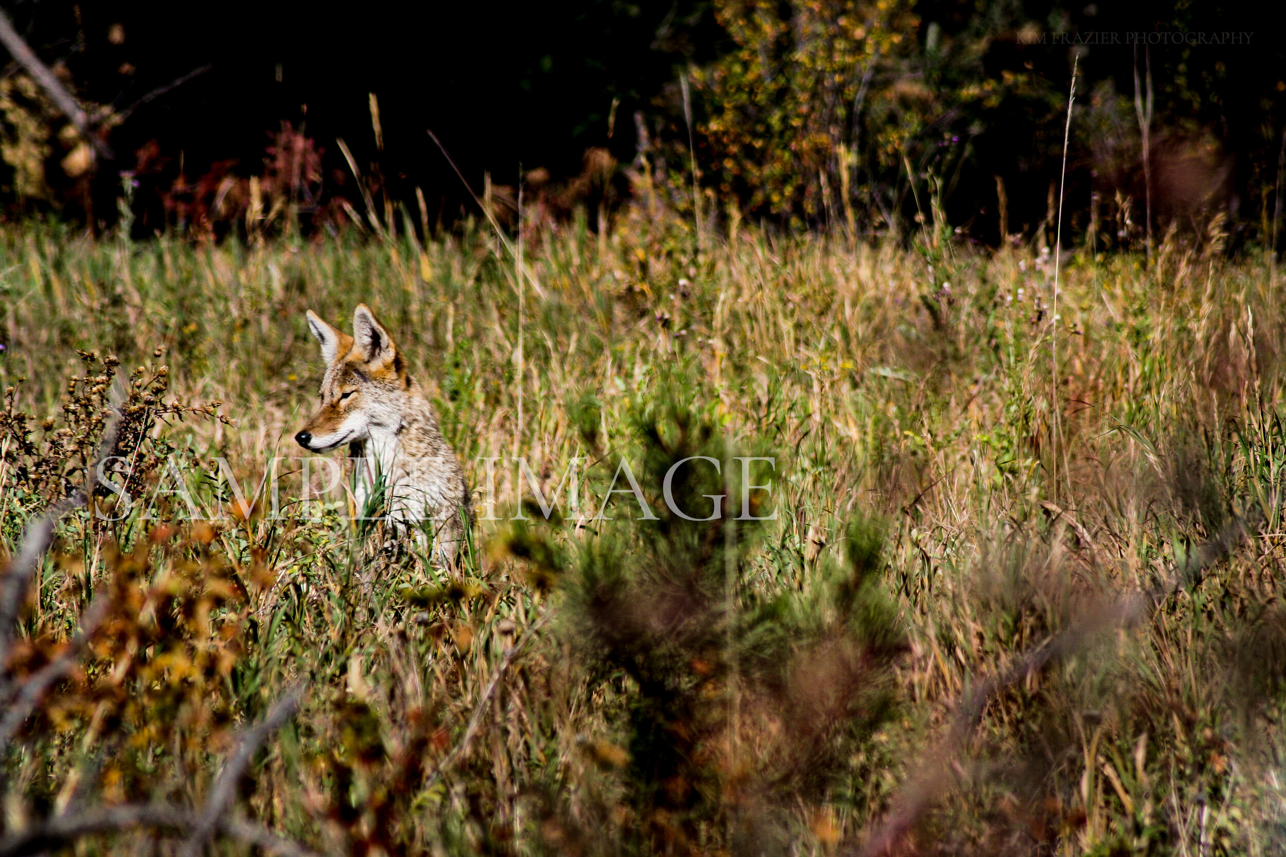 CO_WILDLIFE_010