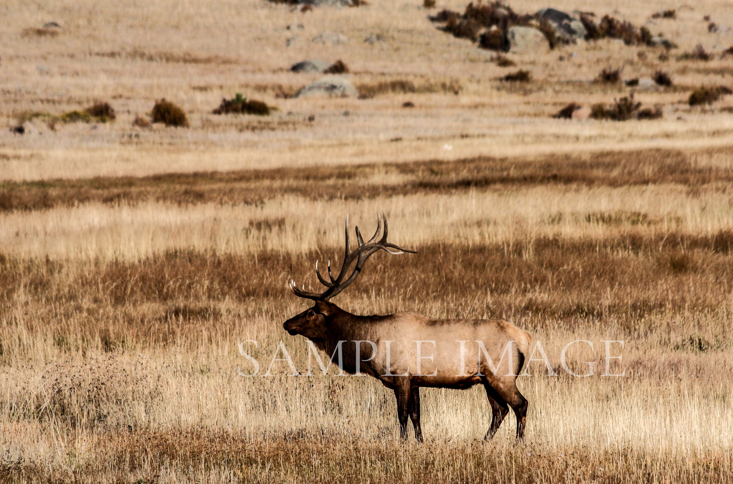 Bull Elk