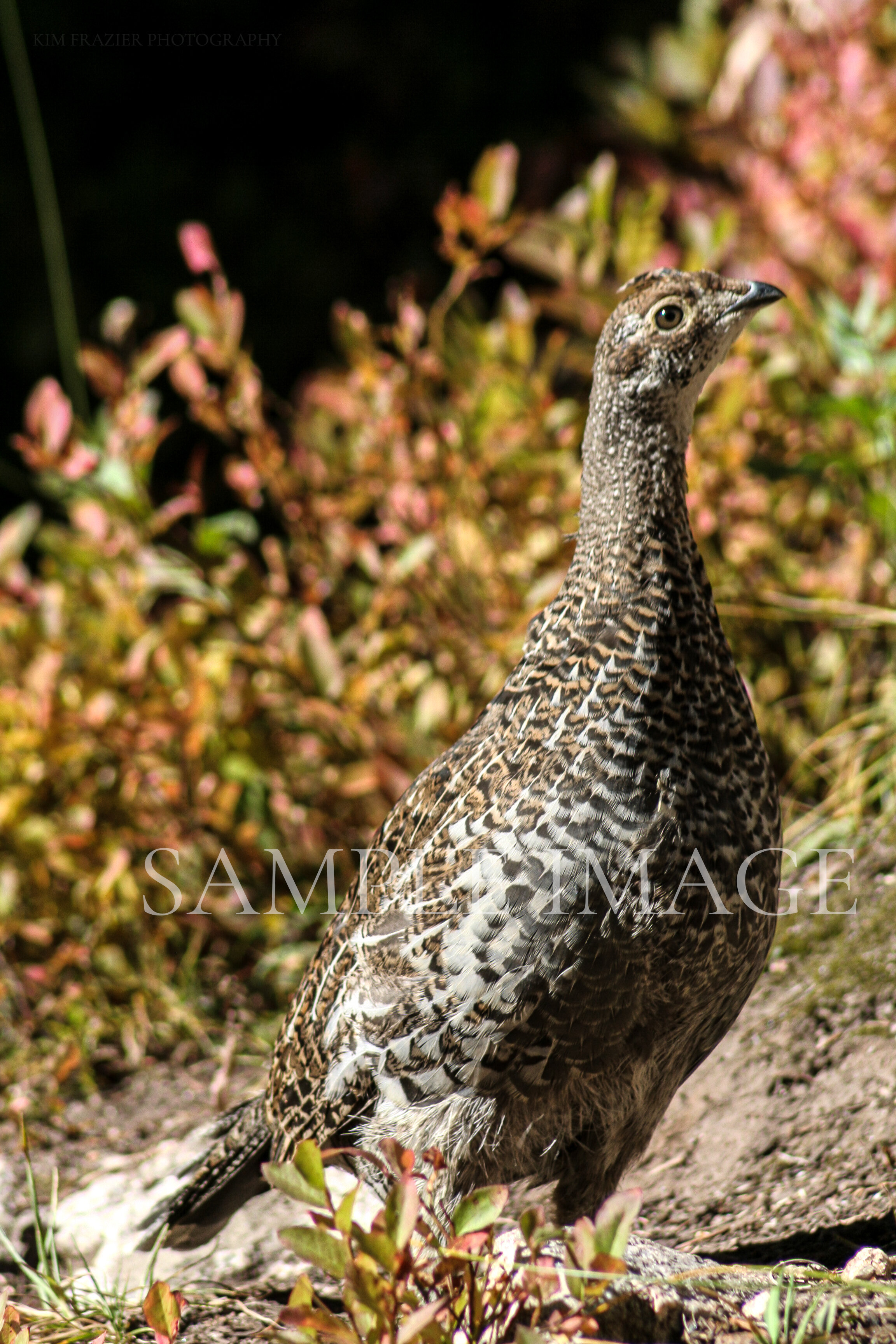 Grouse
