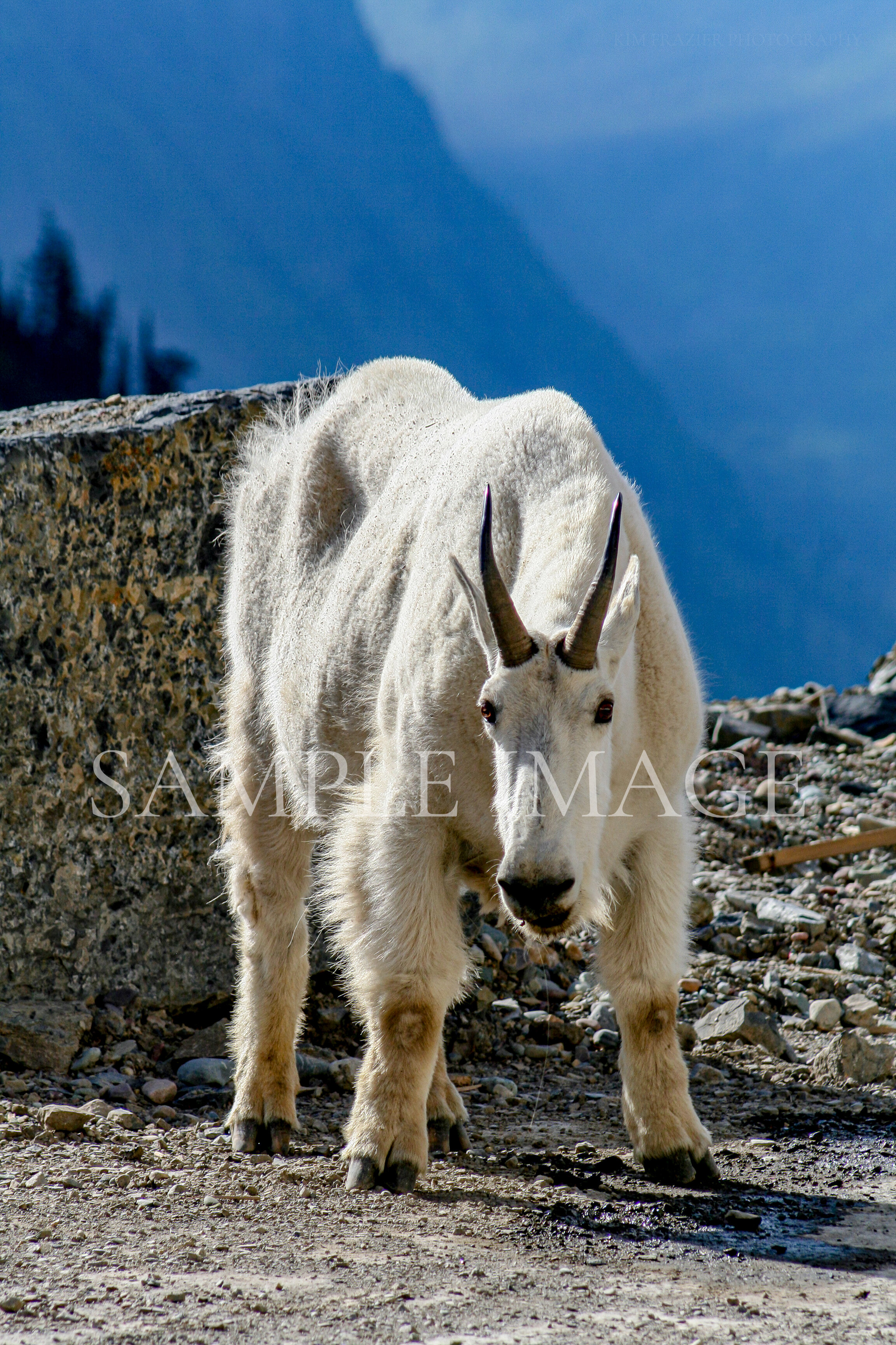 Mountain Goat