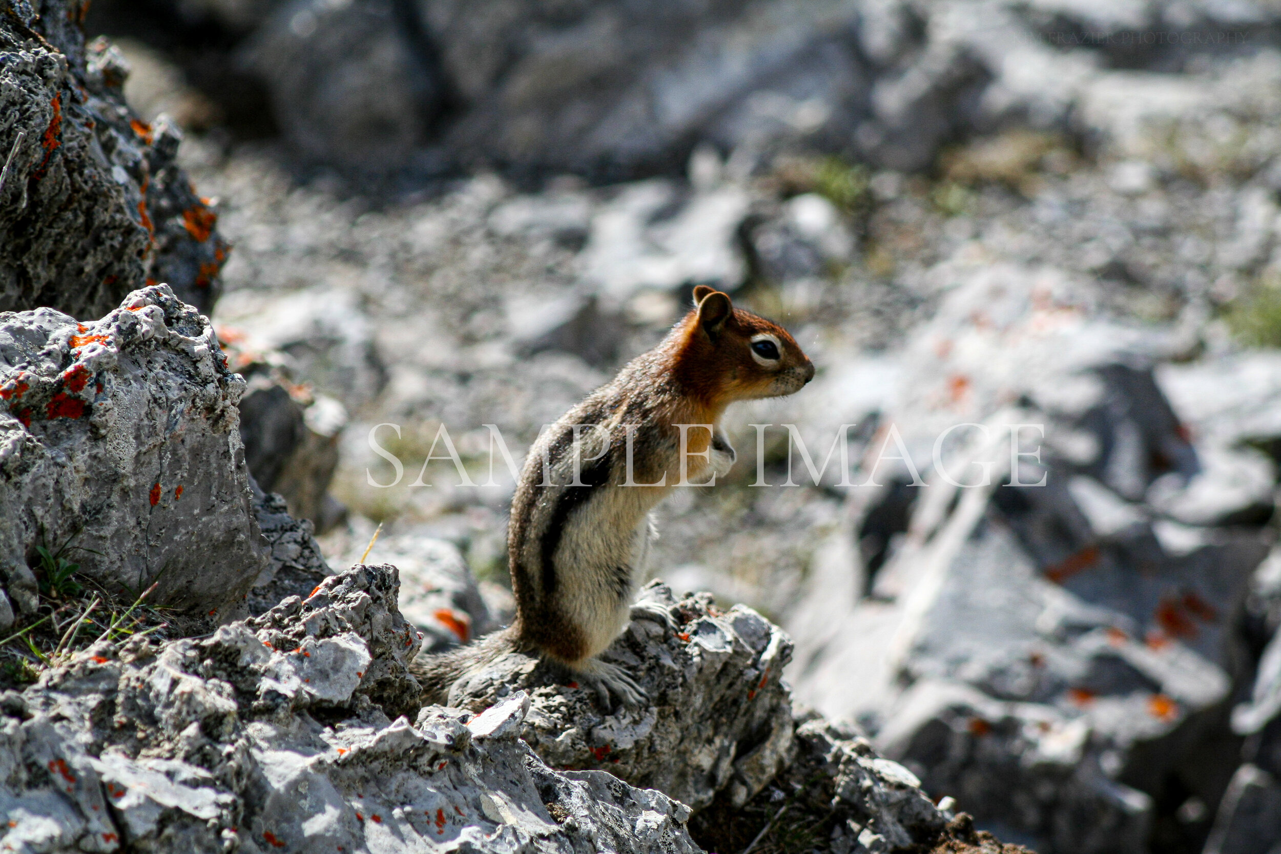 Chipmunk