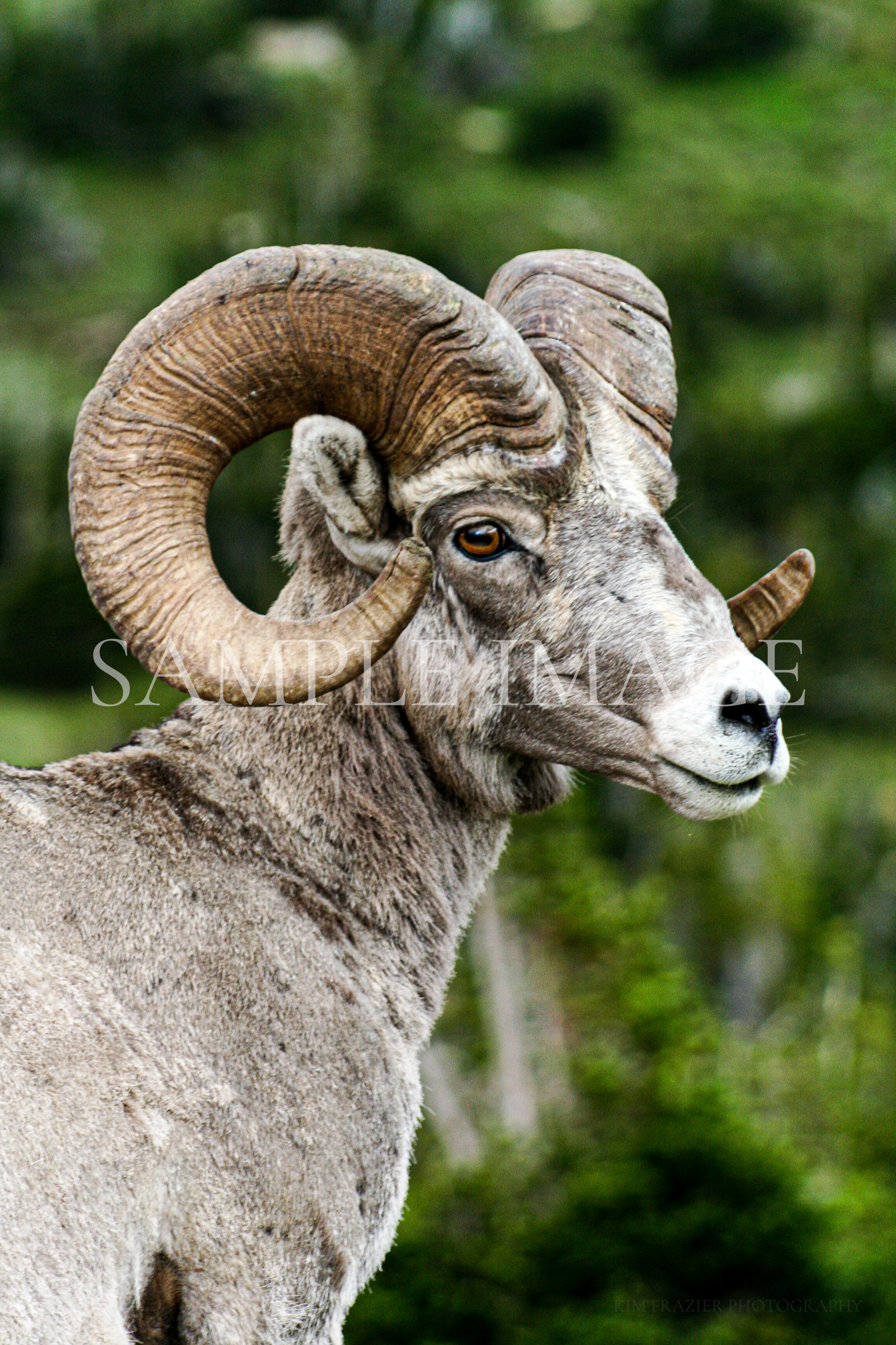Bighorn Sheep