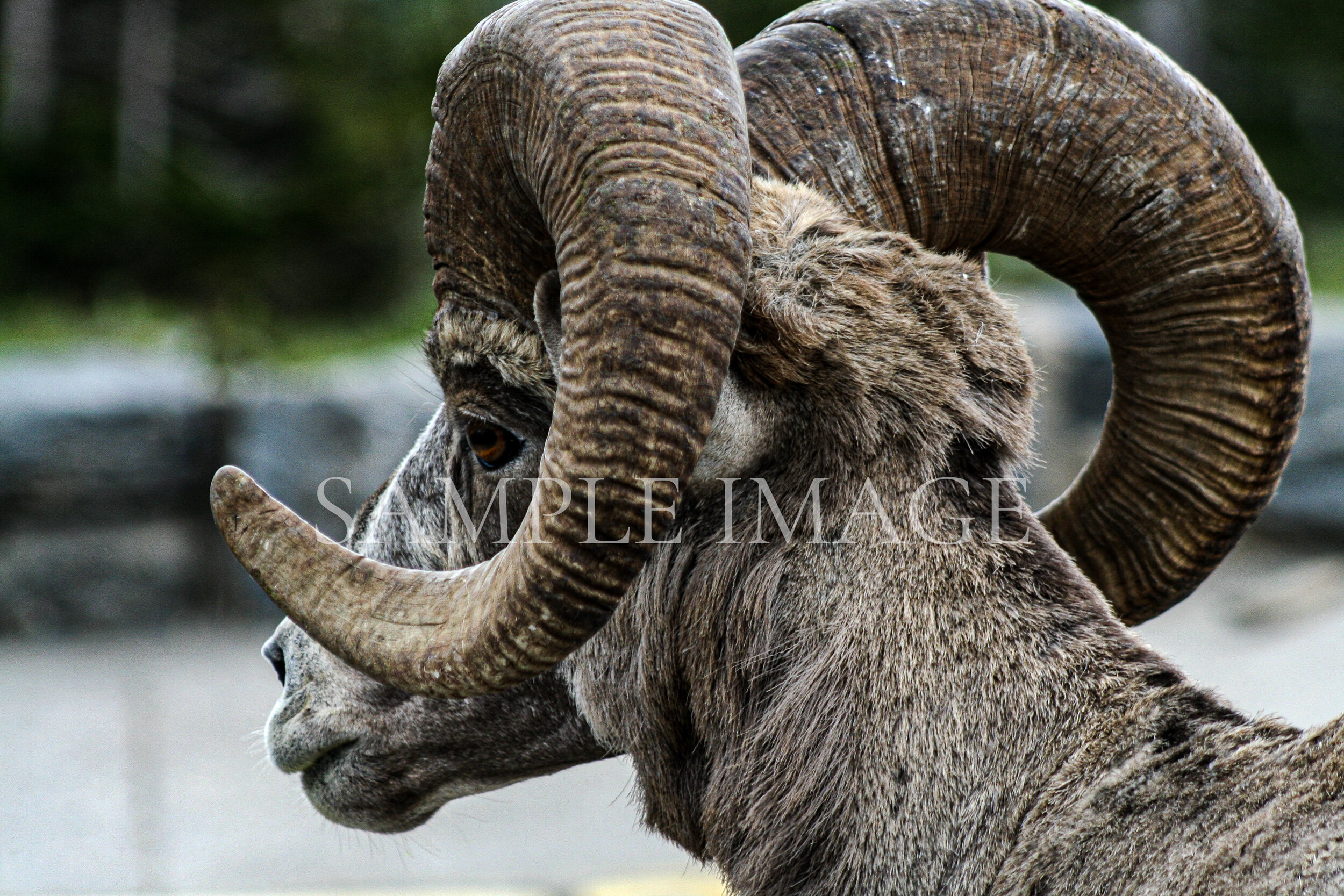Bighorn Sheep