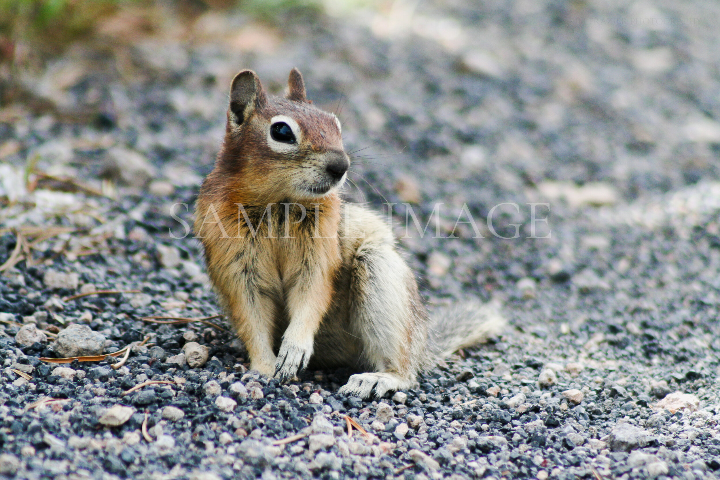 Squirrel