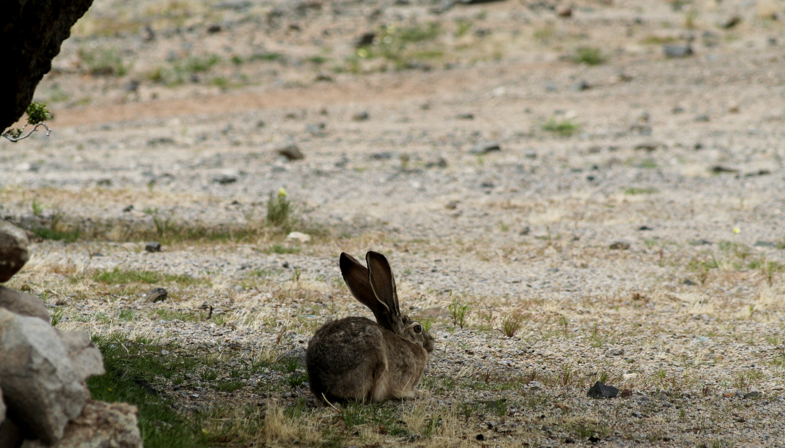 Desert Hare