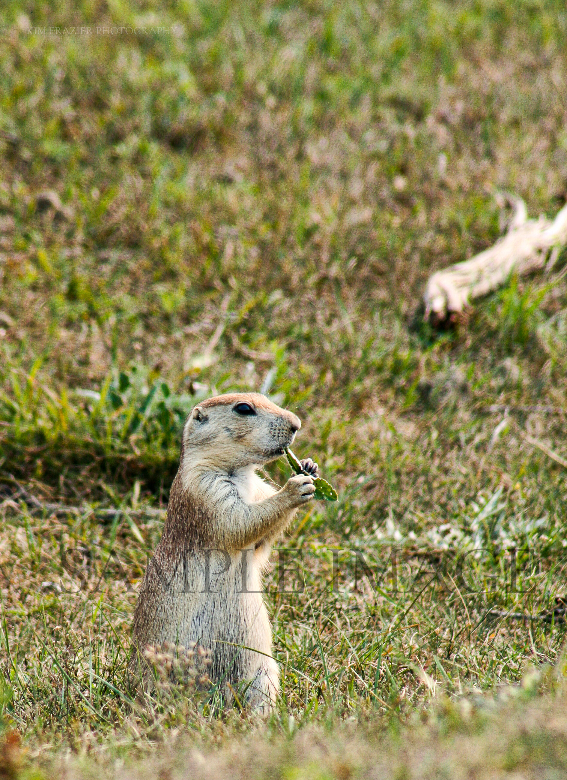 Prairie Dog