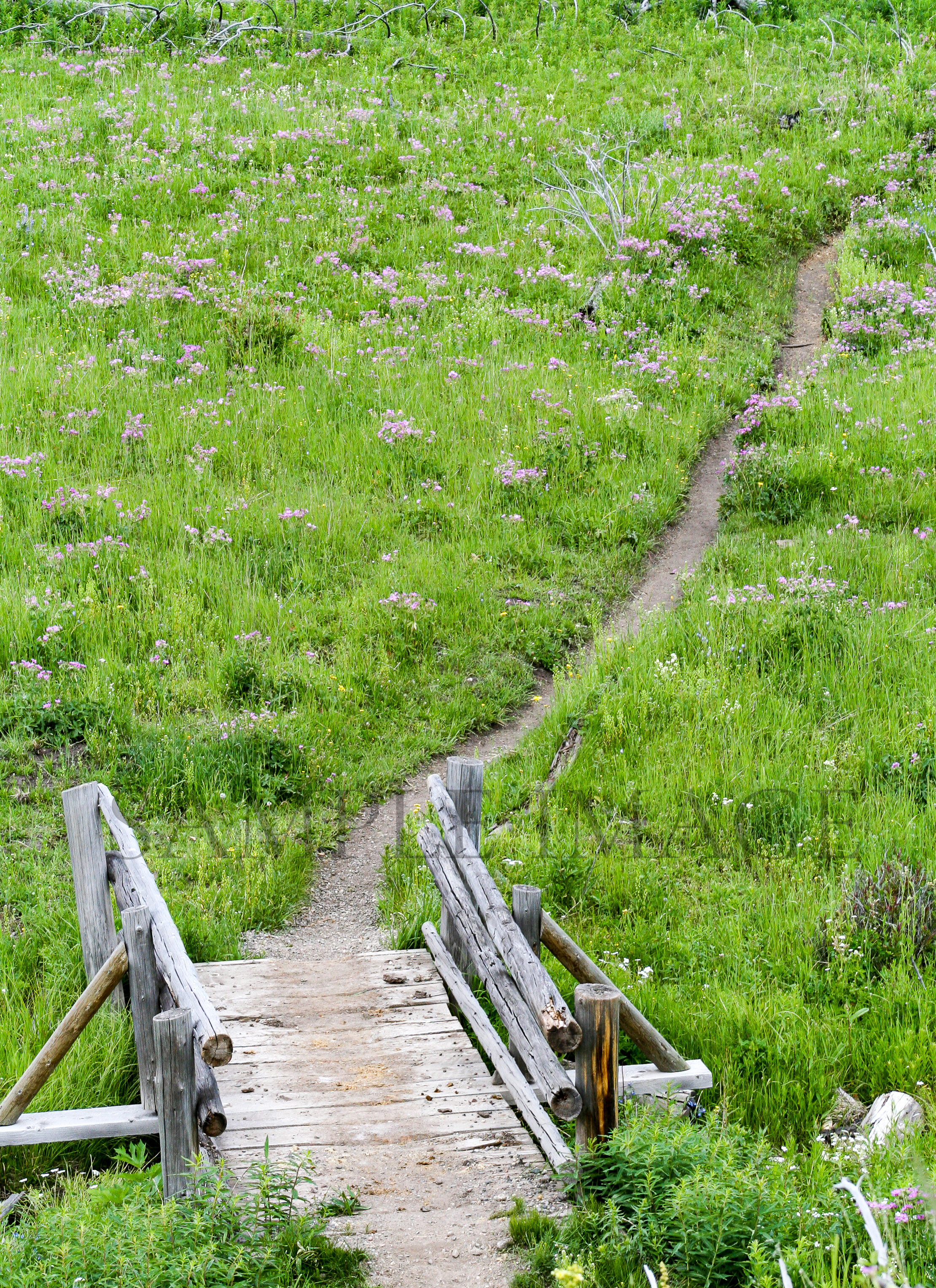 WY_RANDOM_008