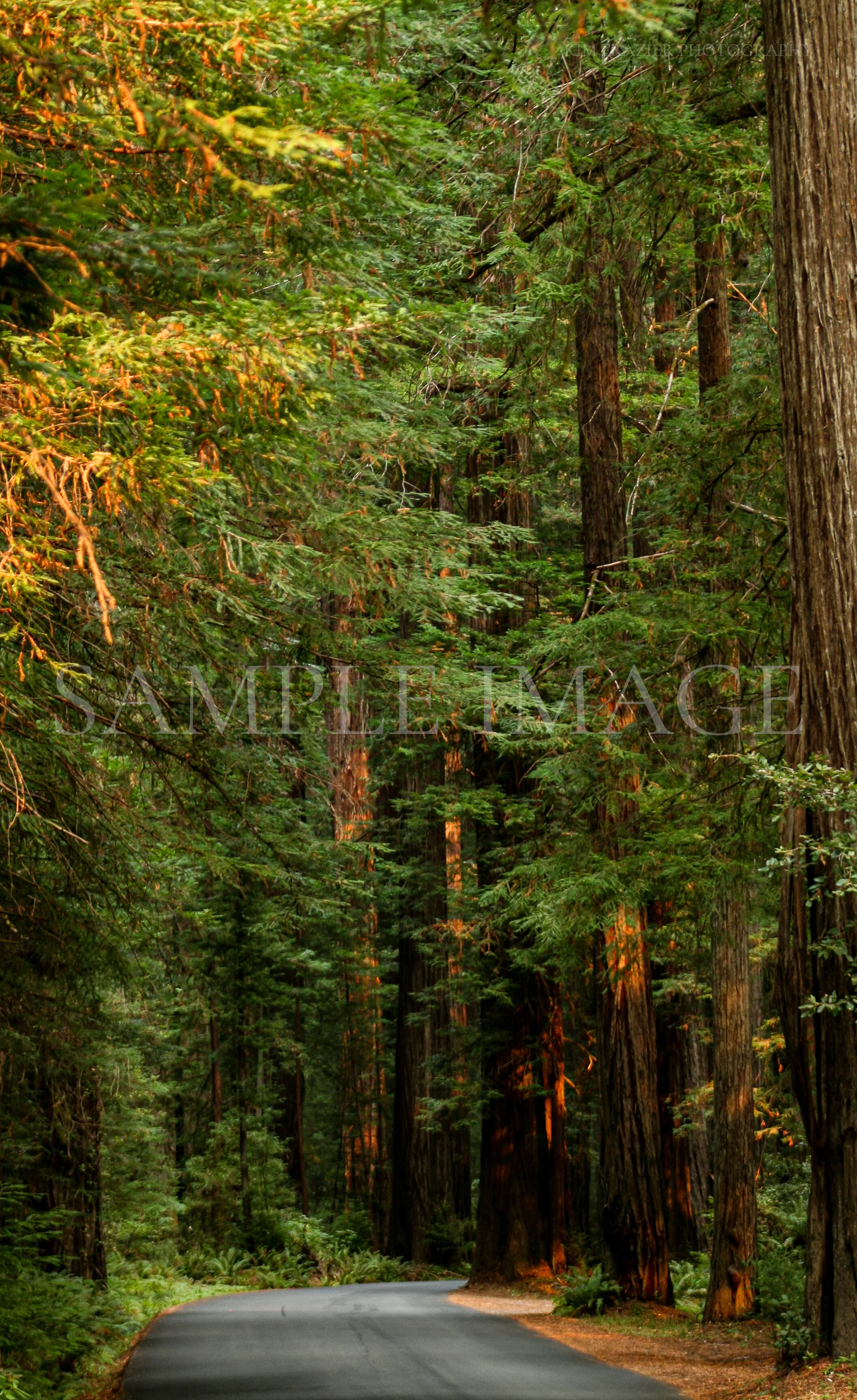 Redwood Forest