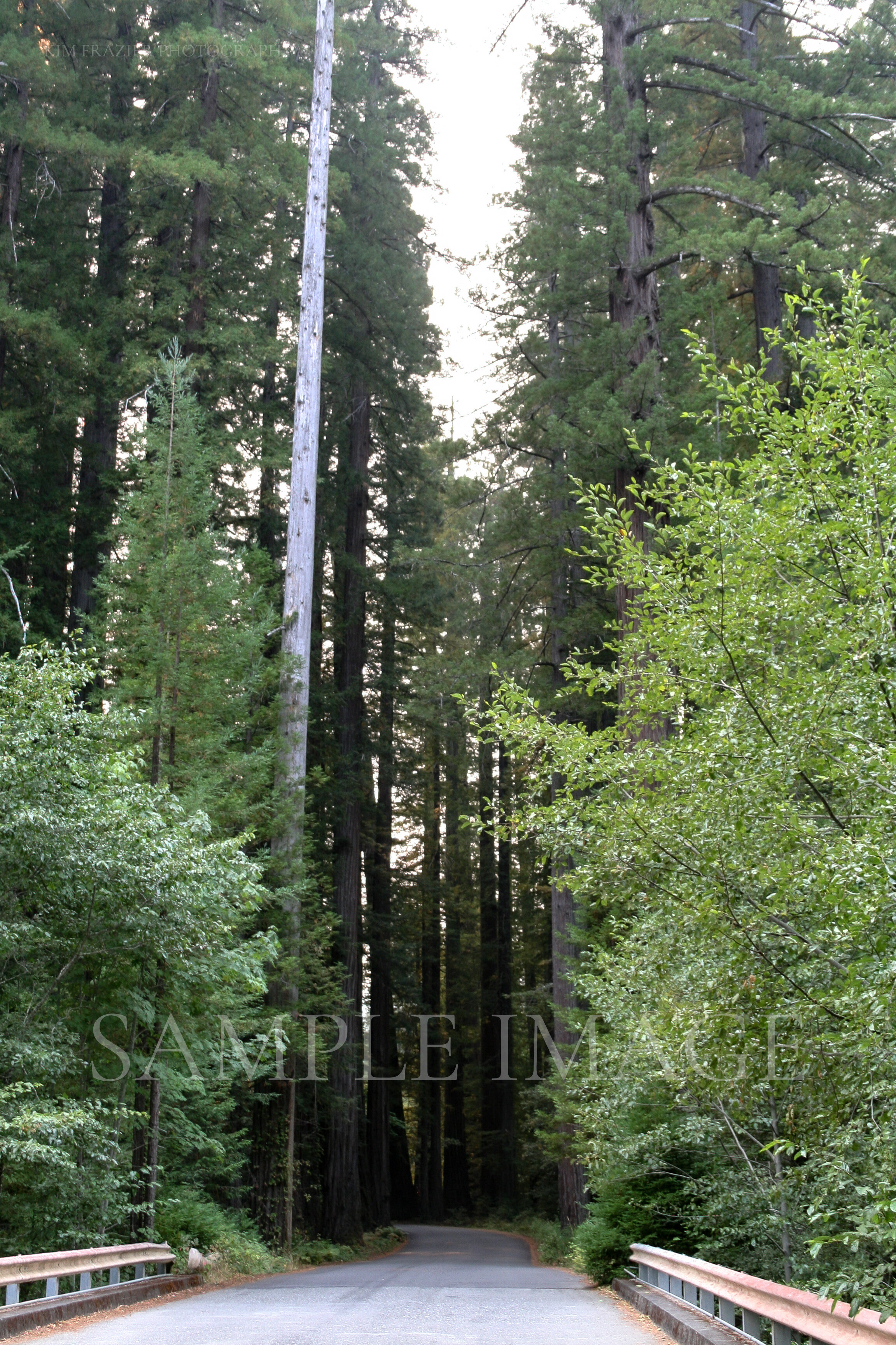 Redwood Forest