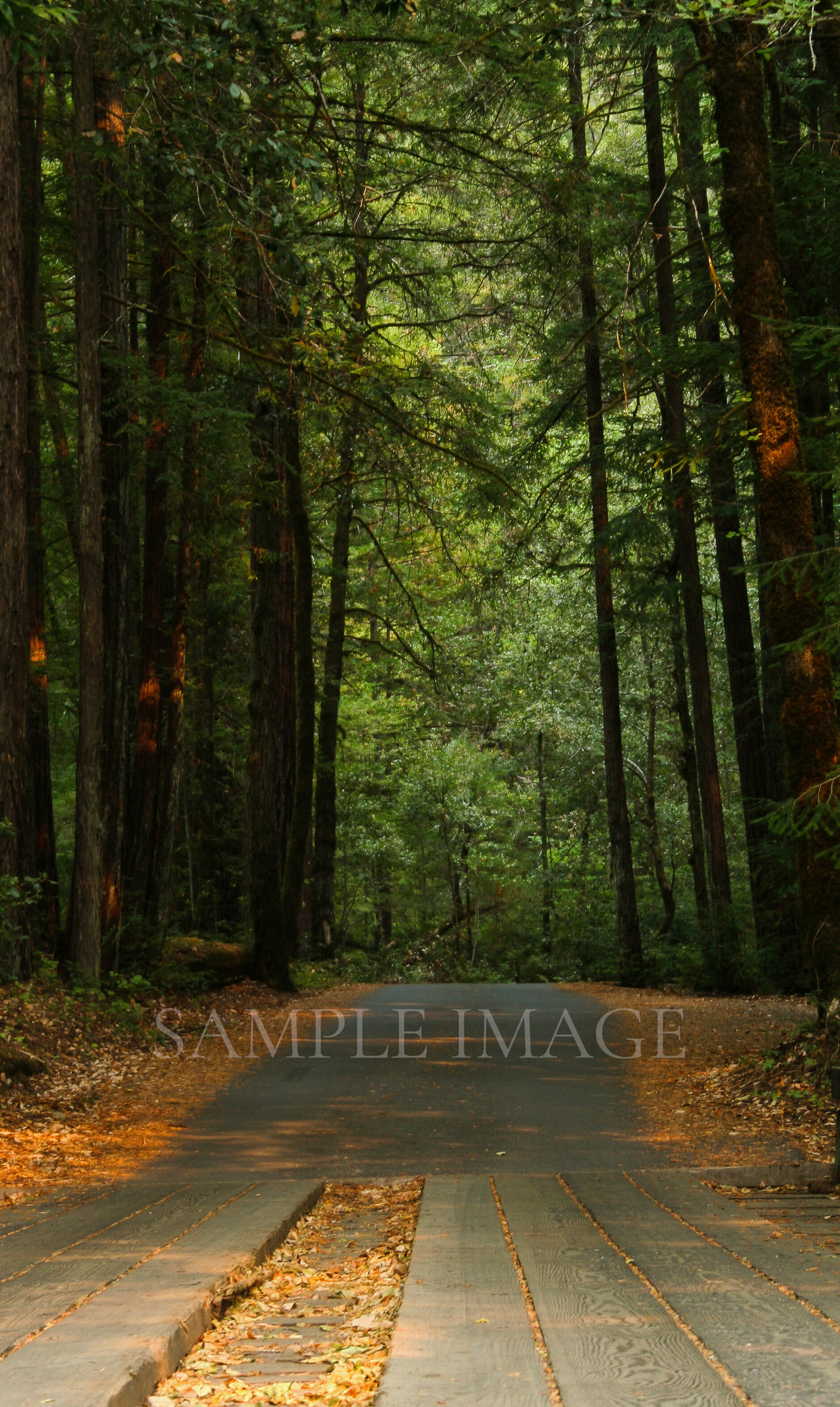 Redwood Forest Paved Road