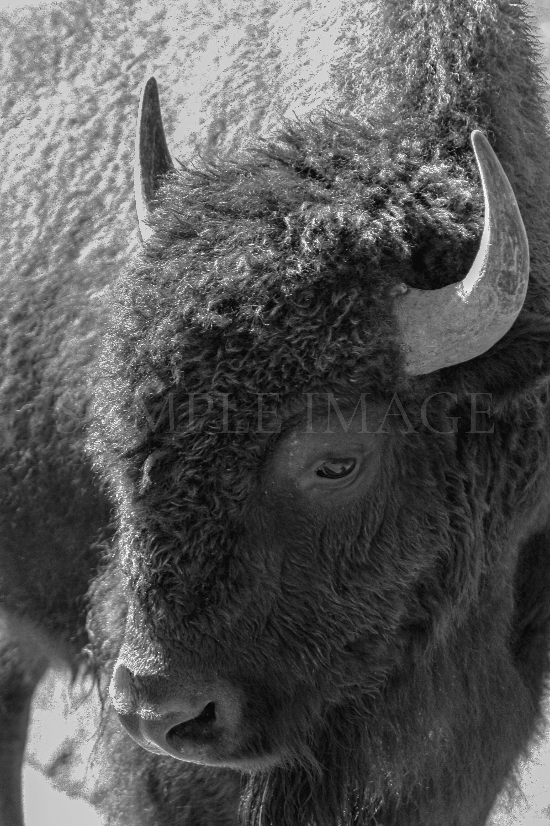 BISON OR BUFFALO