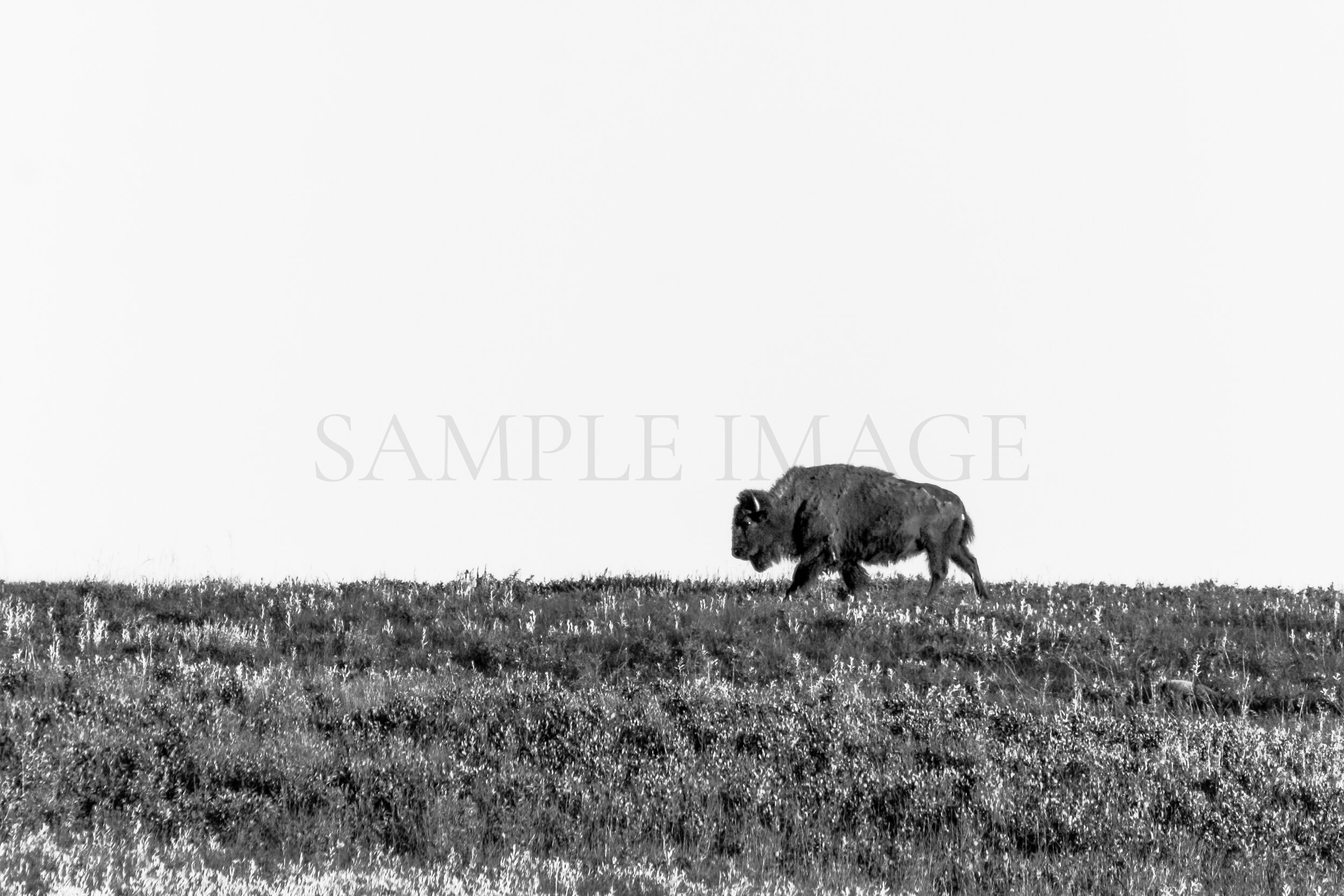 BISON OR BUFFALO