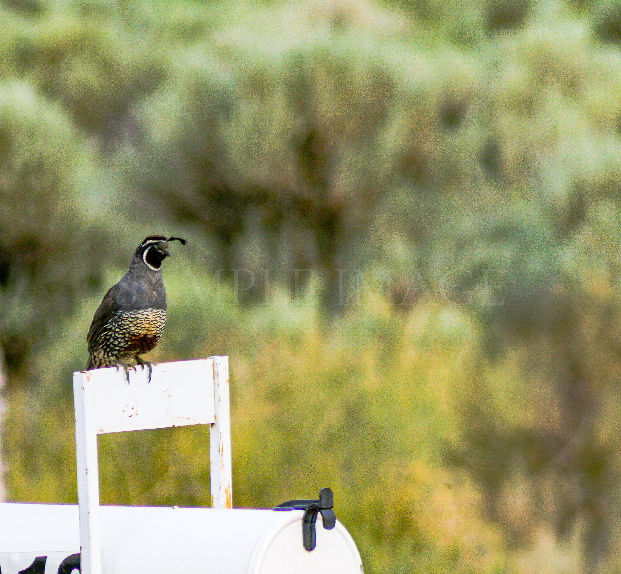 QUAIL