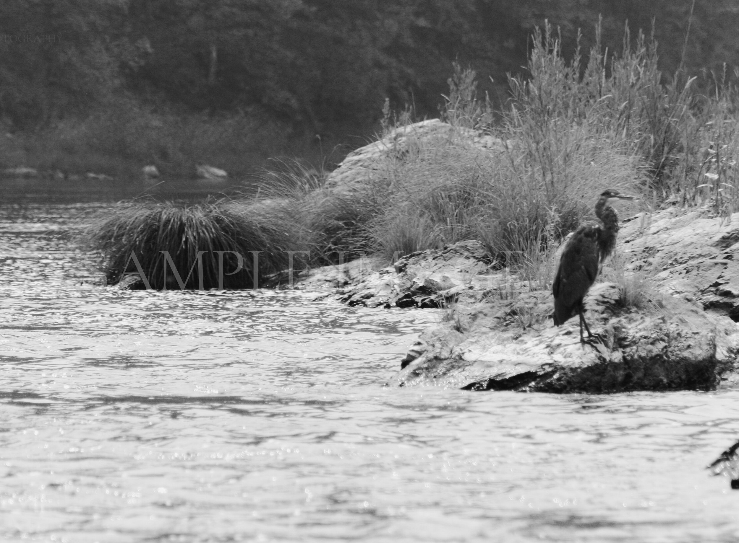 HERON
