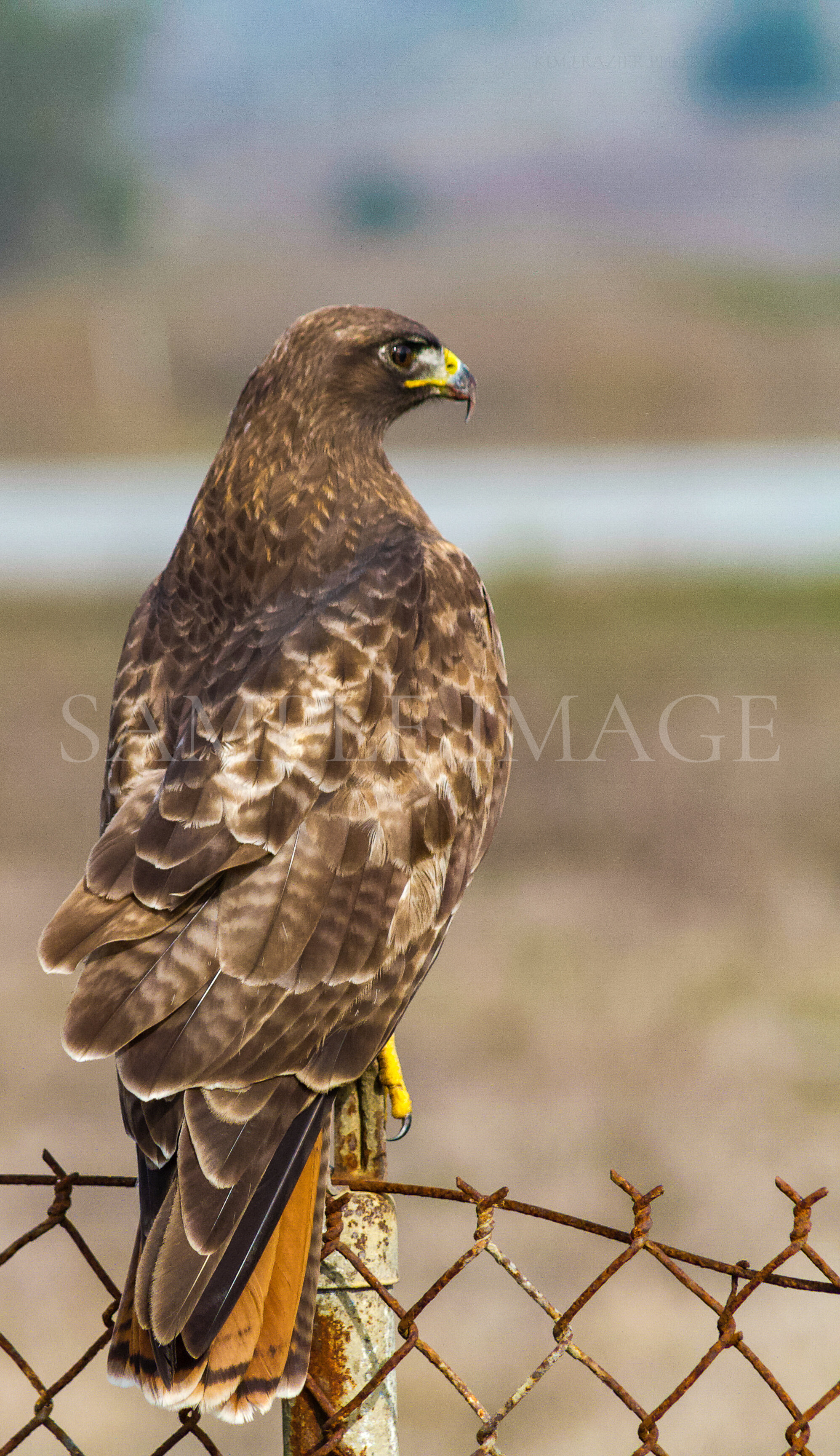Hawk