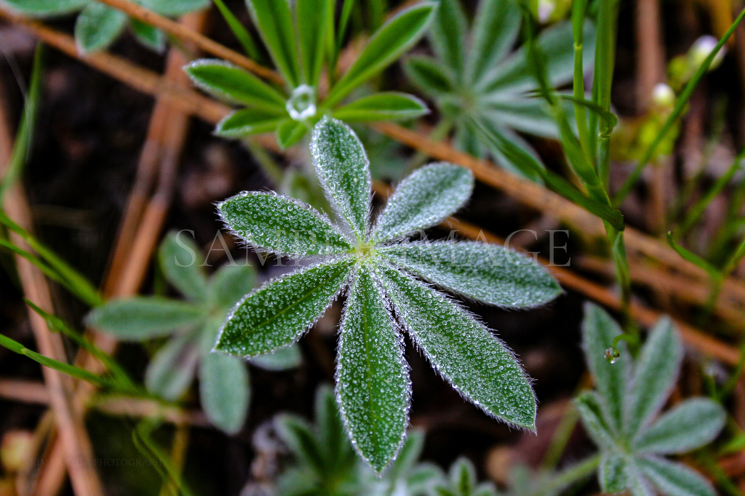 Rain on leaves