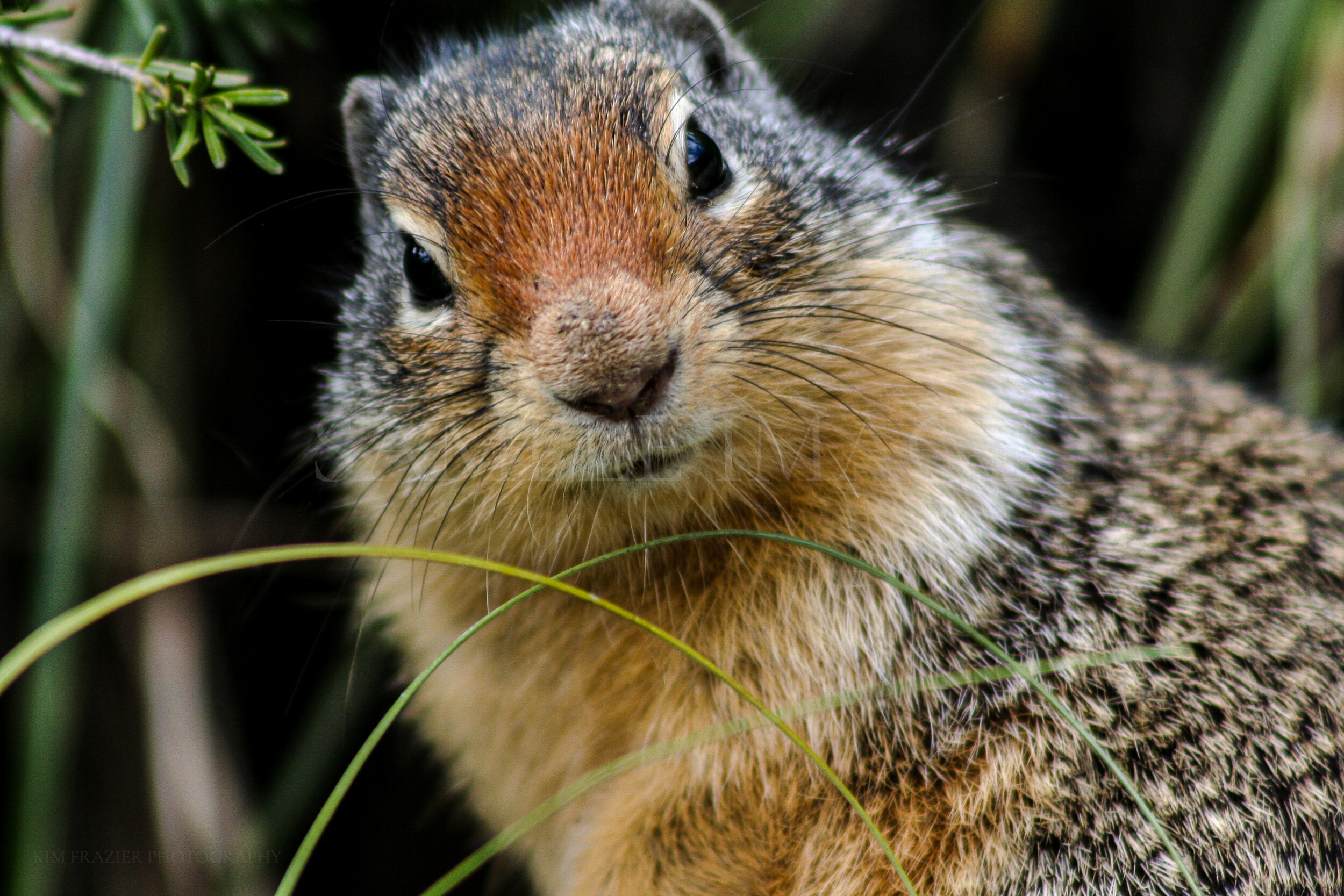 Marmot