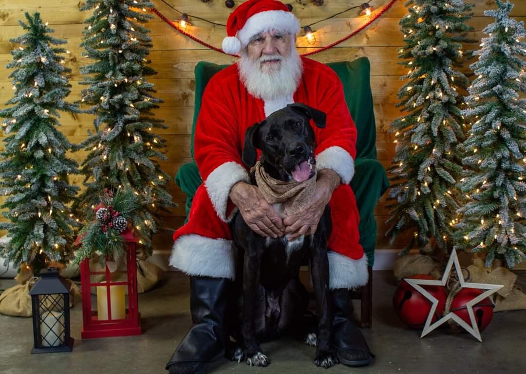 dog 41.jpg