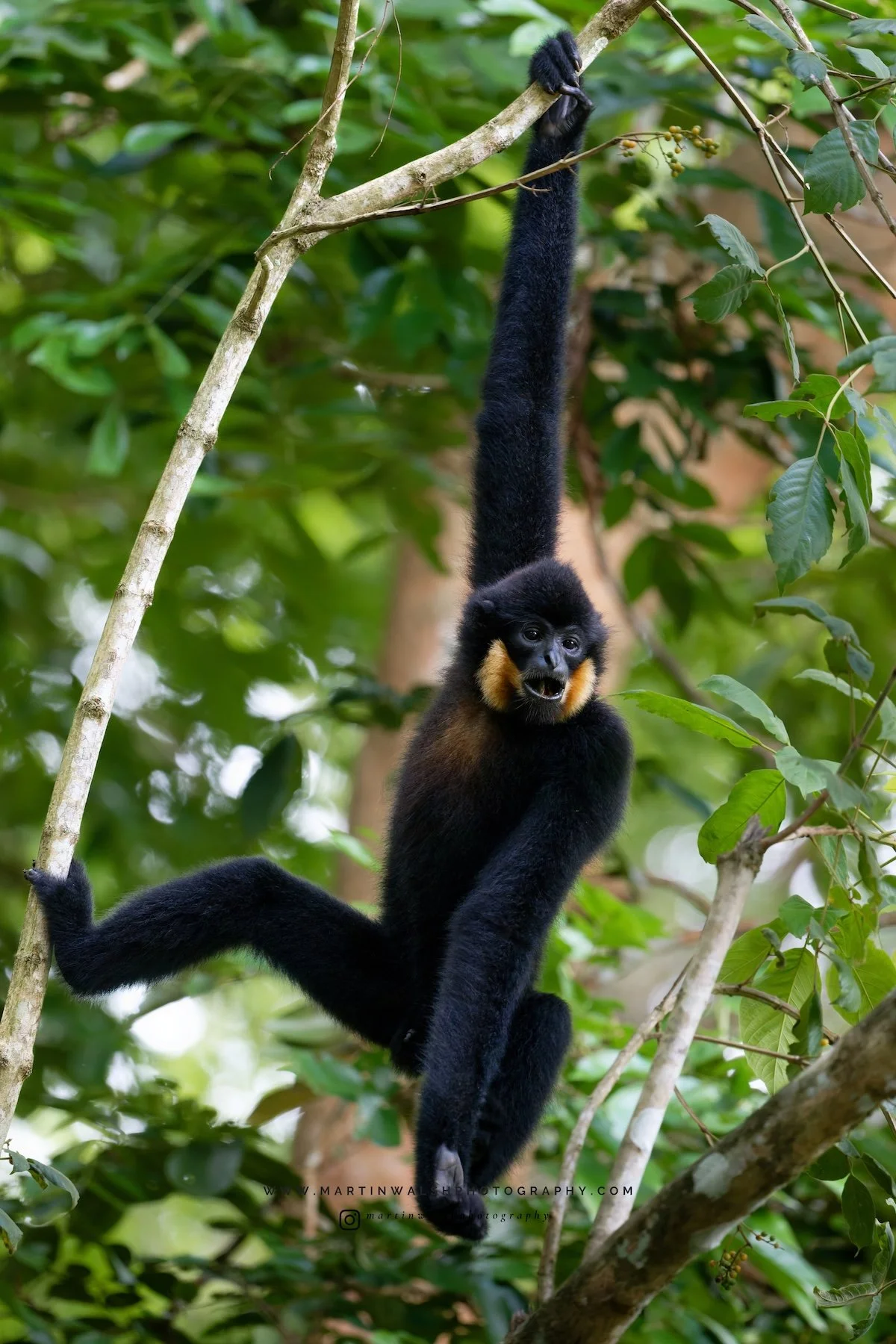 Southern Yellow-Cheeked Gibbon