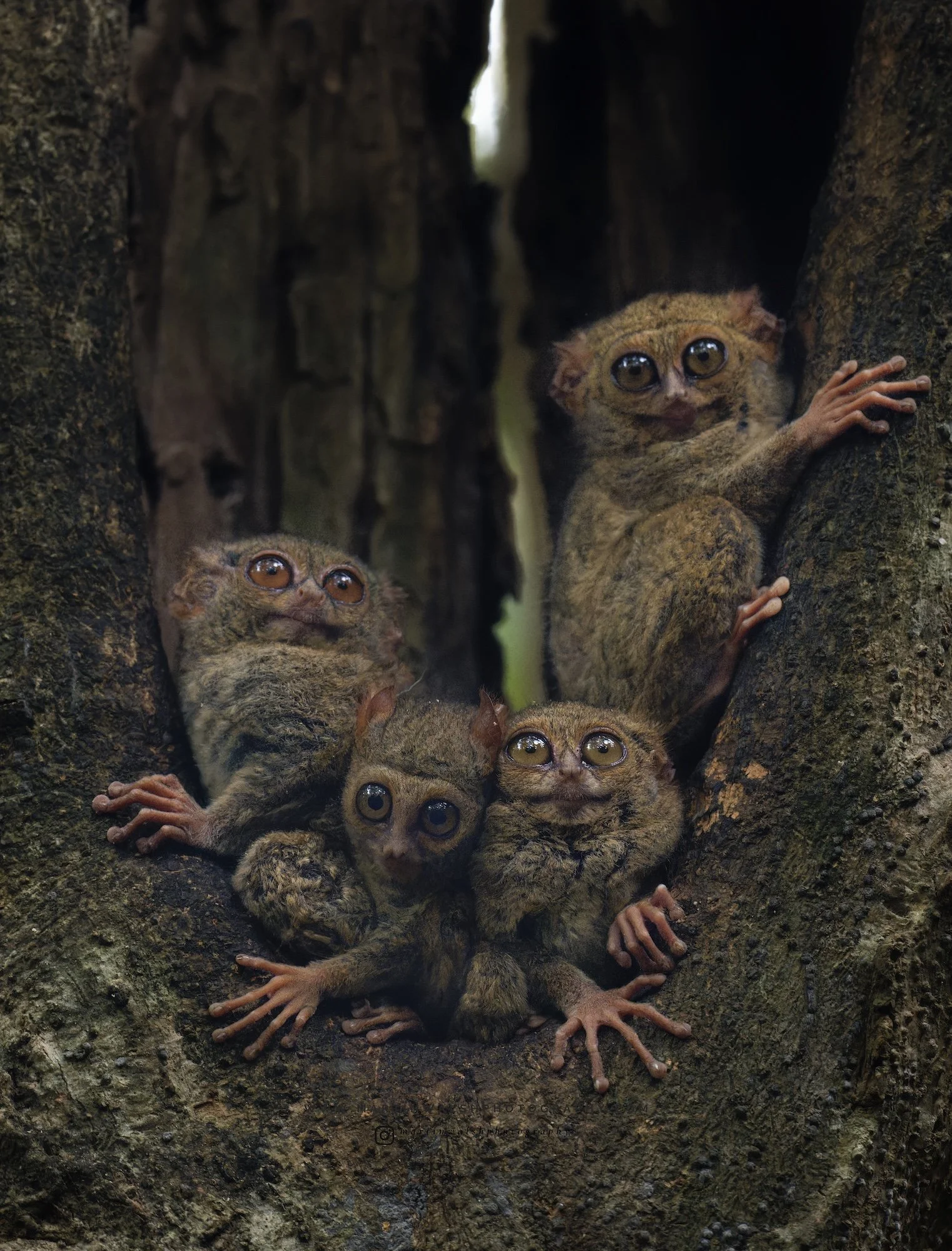 Gursky's Spectral Tarsier