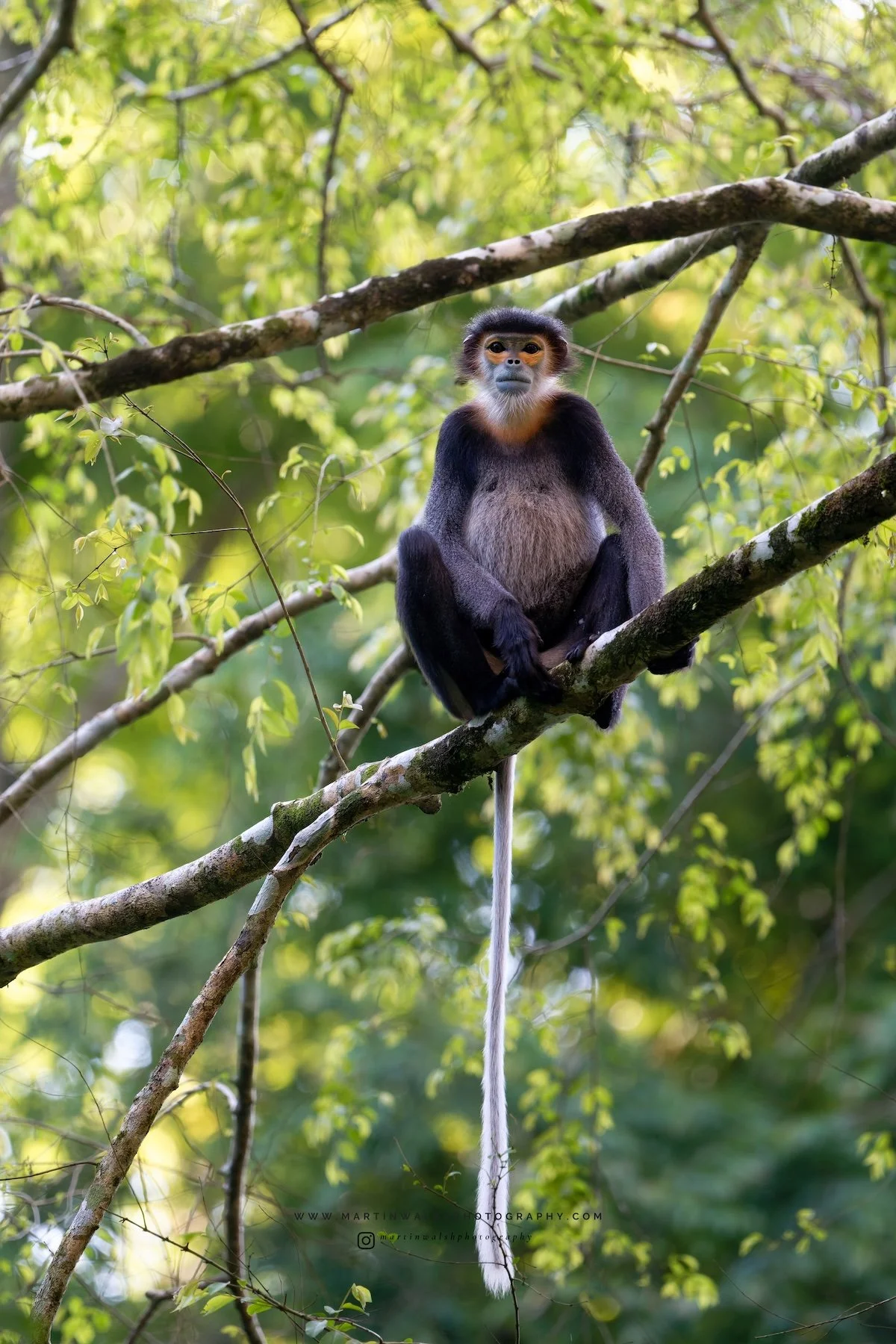 Black-Shanked Douc