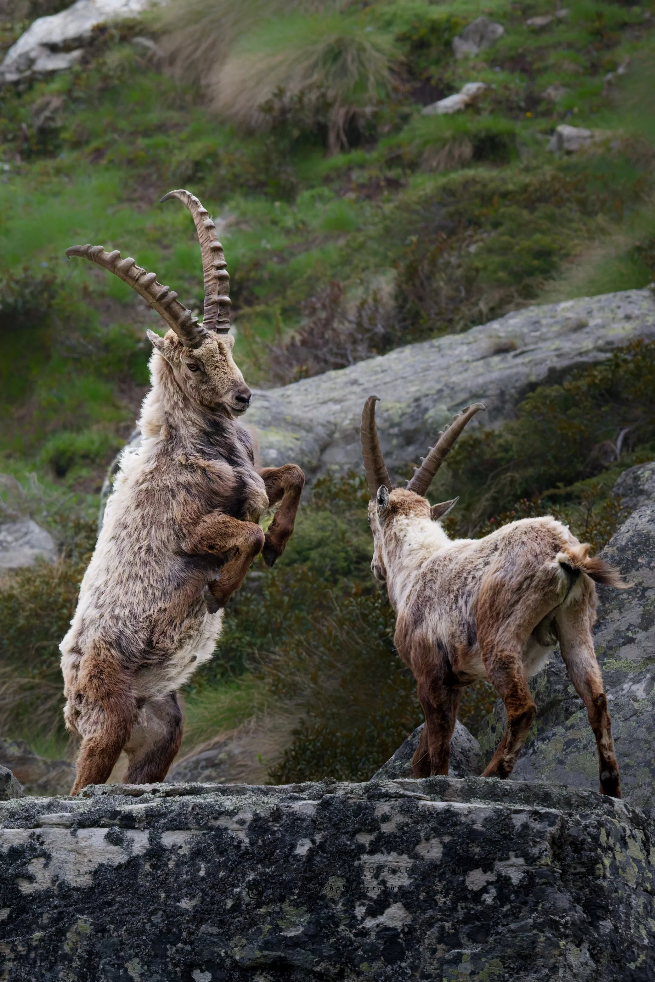 Alpine Ibex