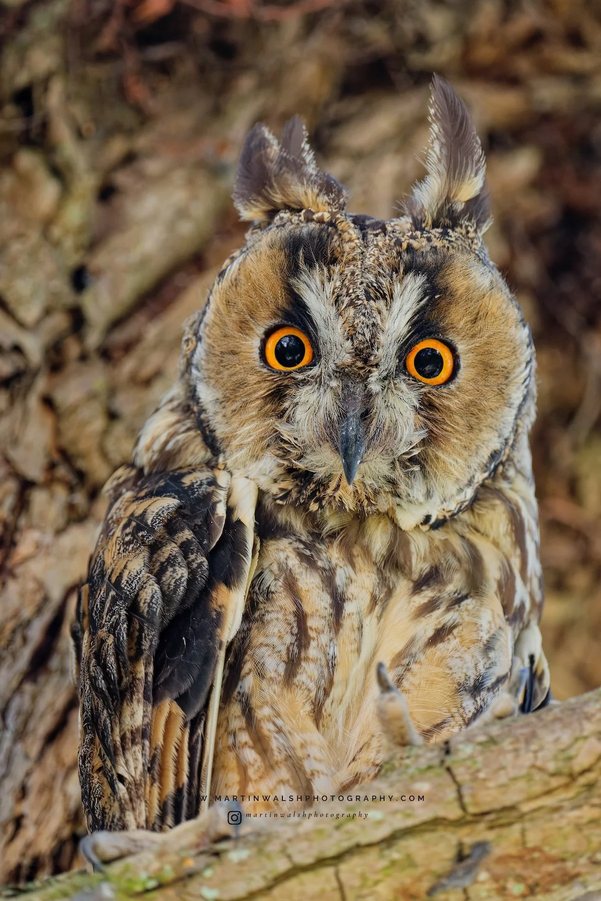 Long-Eared Owl