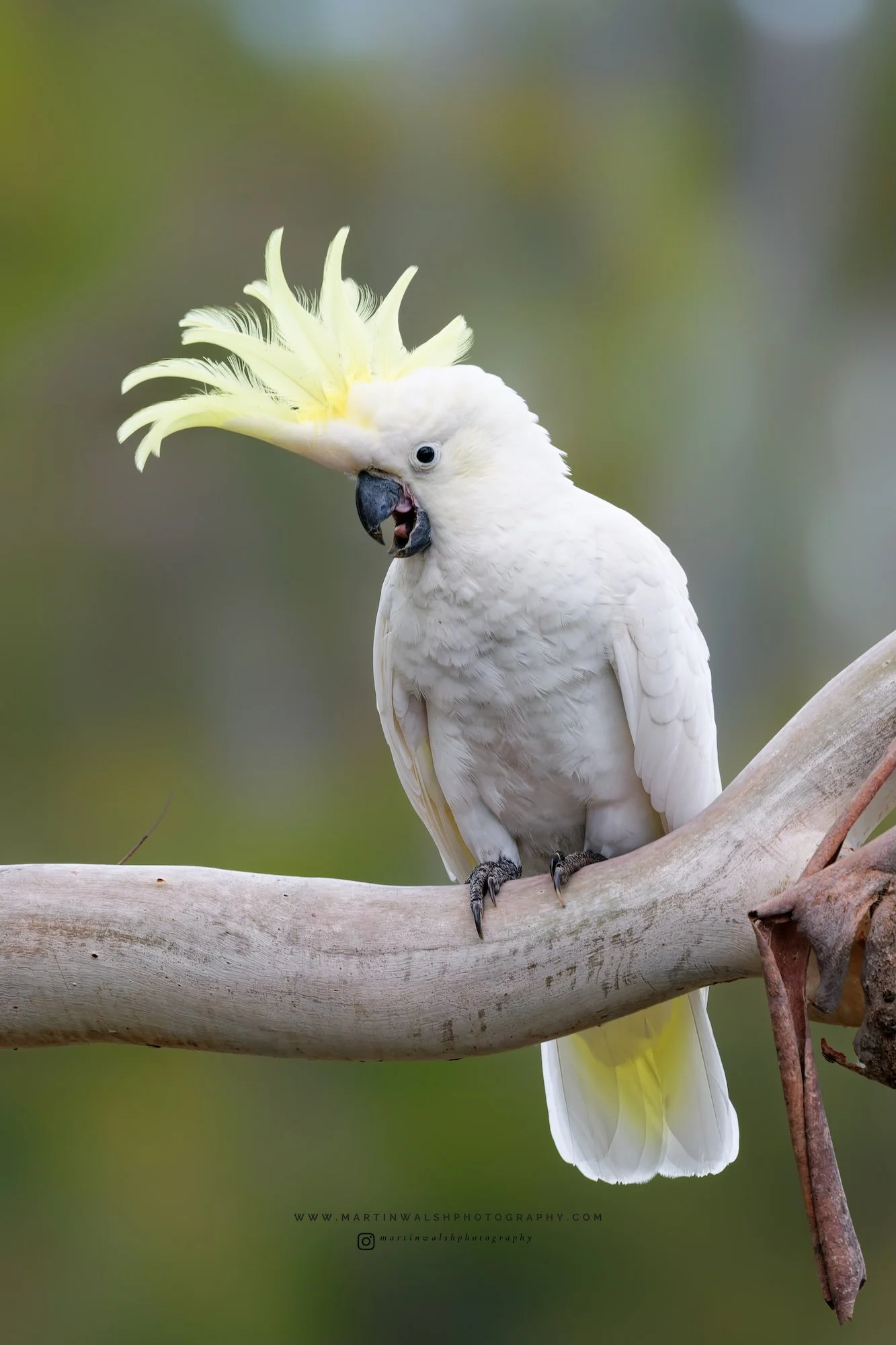 Sulphur-Crested Cockatoo