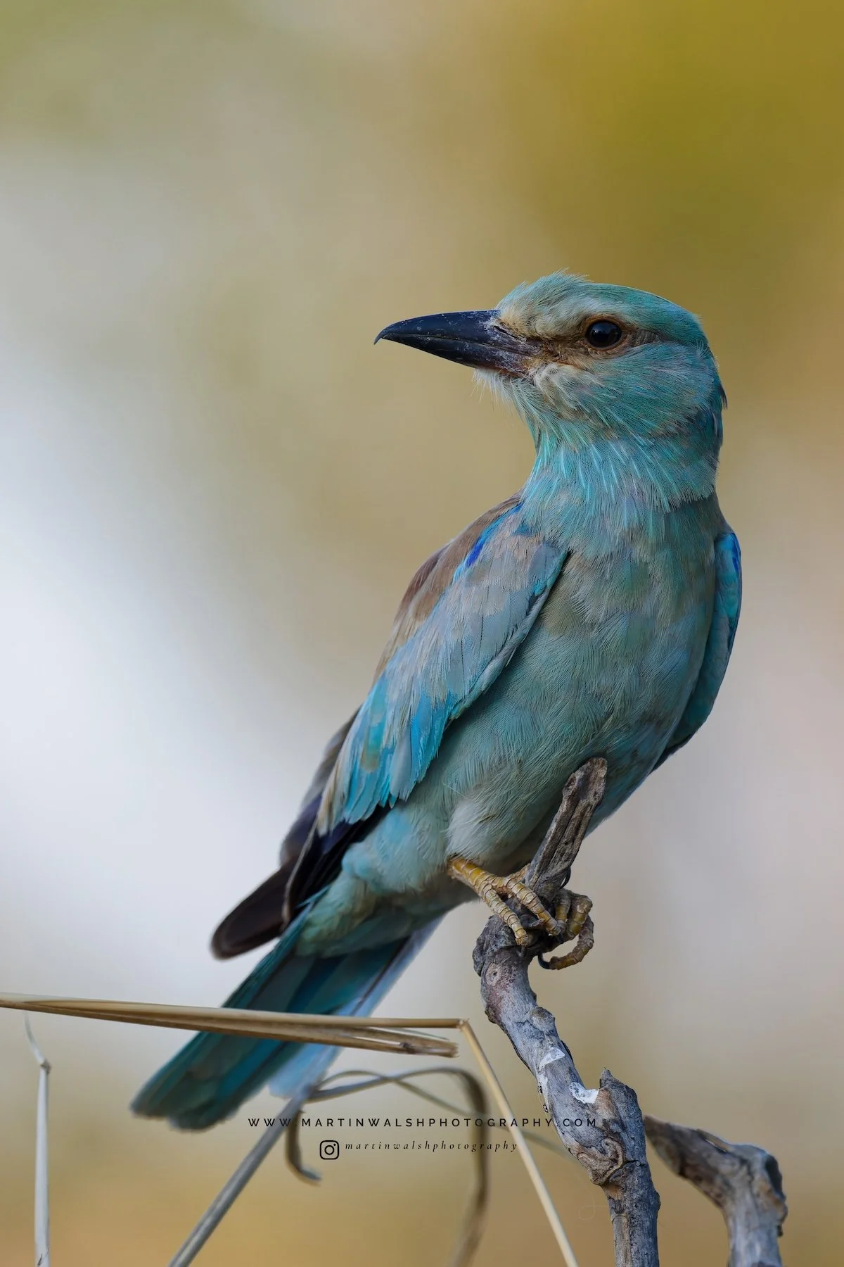 European Roller