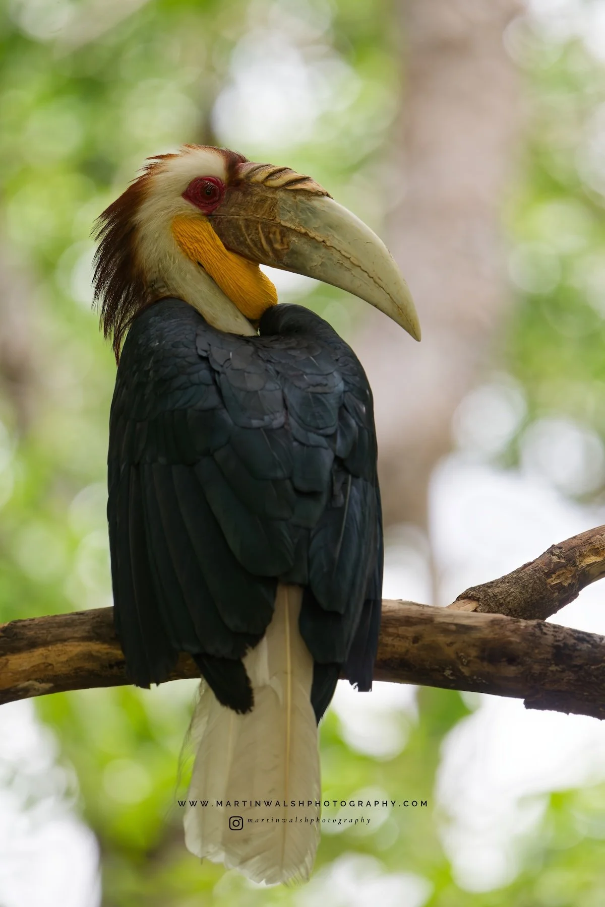 Wreathed Hornbill