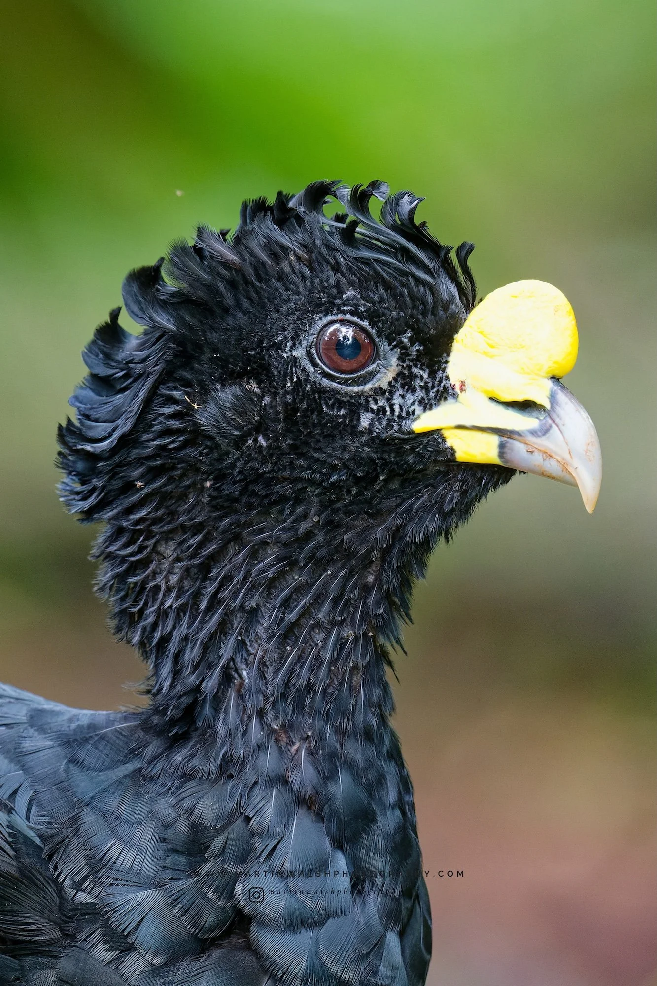 Great Curassow