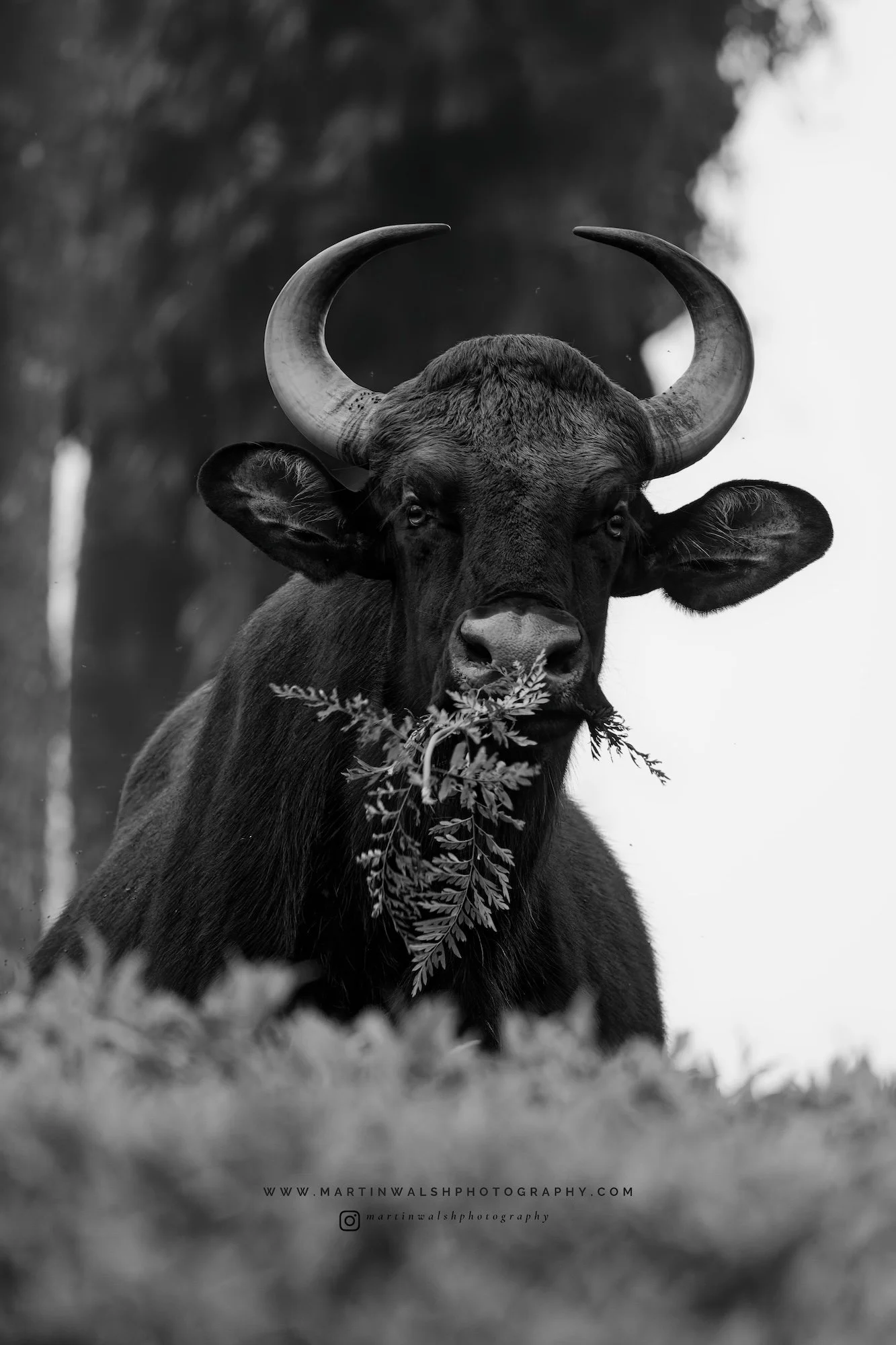 Gaur