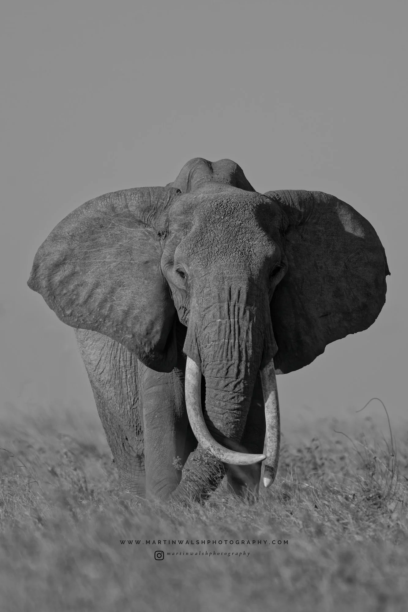 Savanna Elephant