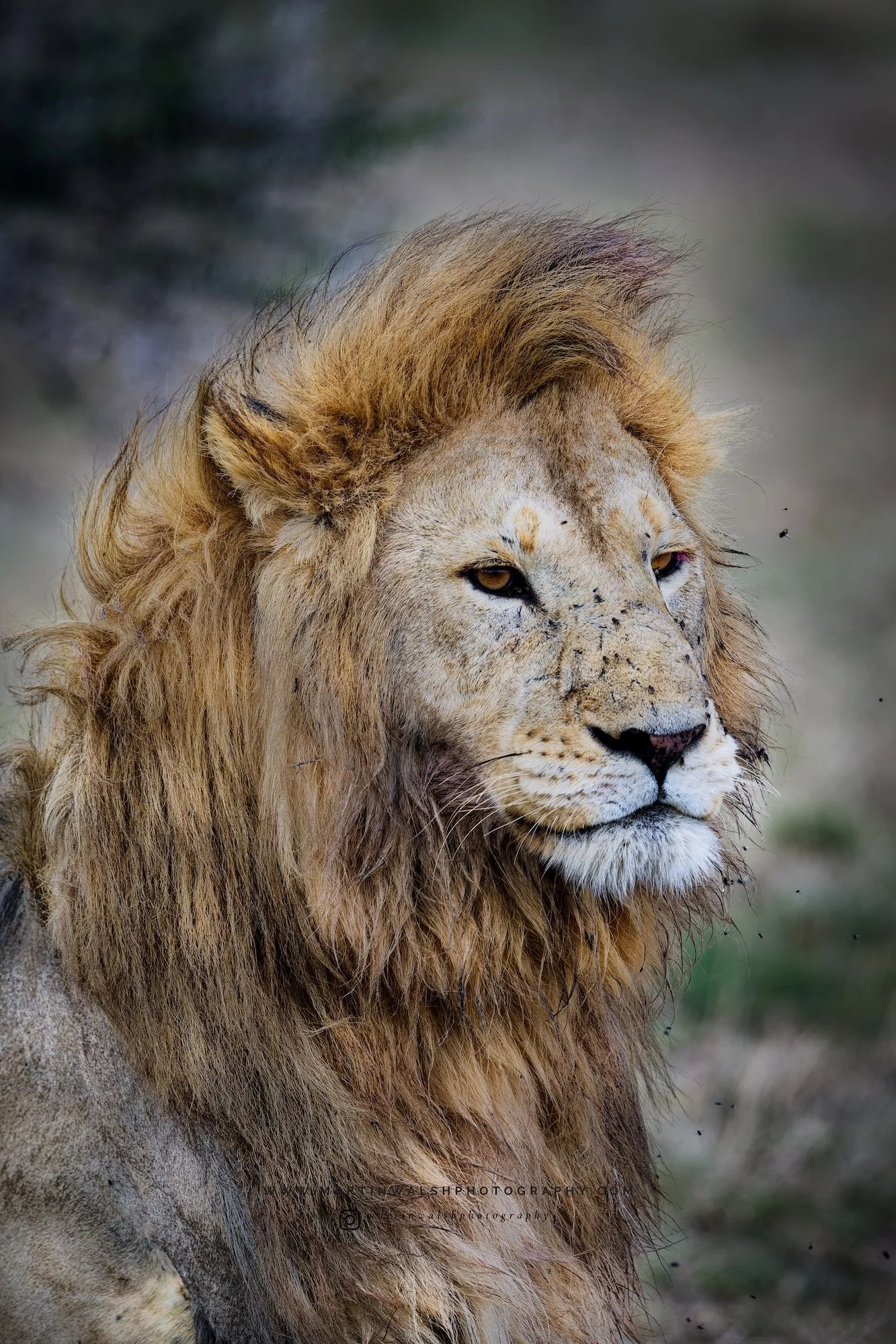 Southern Lion