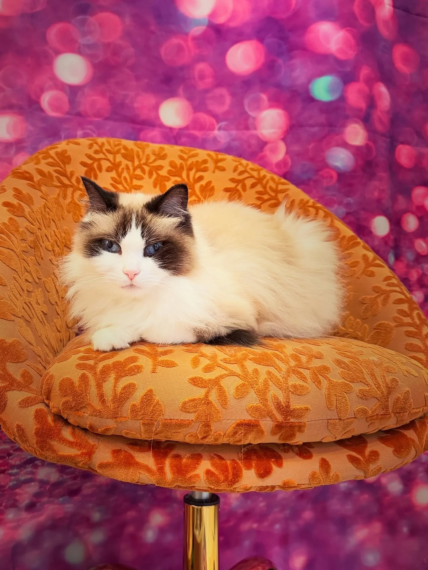 💜😻🌺🌻🌷🌸 They&rsquo;ve got the best of my love 😍 Ashka and Sha&iuml; and all the beautiful flowers and plants in the yard!! Spring has been springing way too hard for way too long before the official date, record temperatures here in SoCal&helli