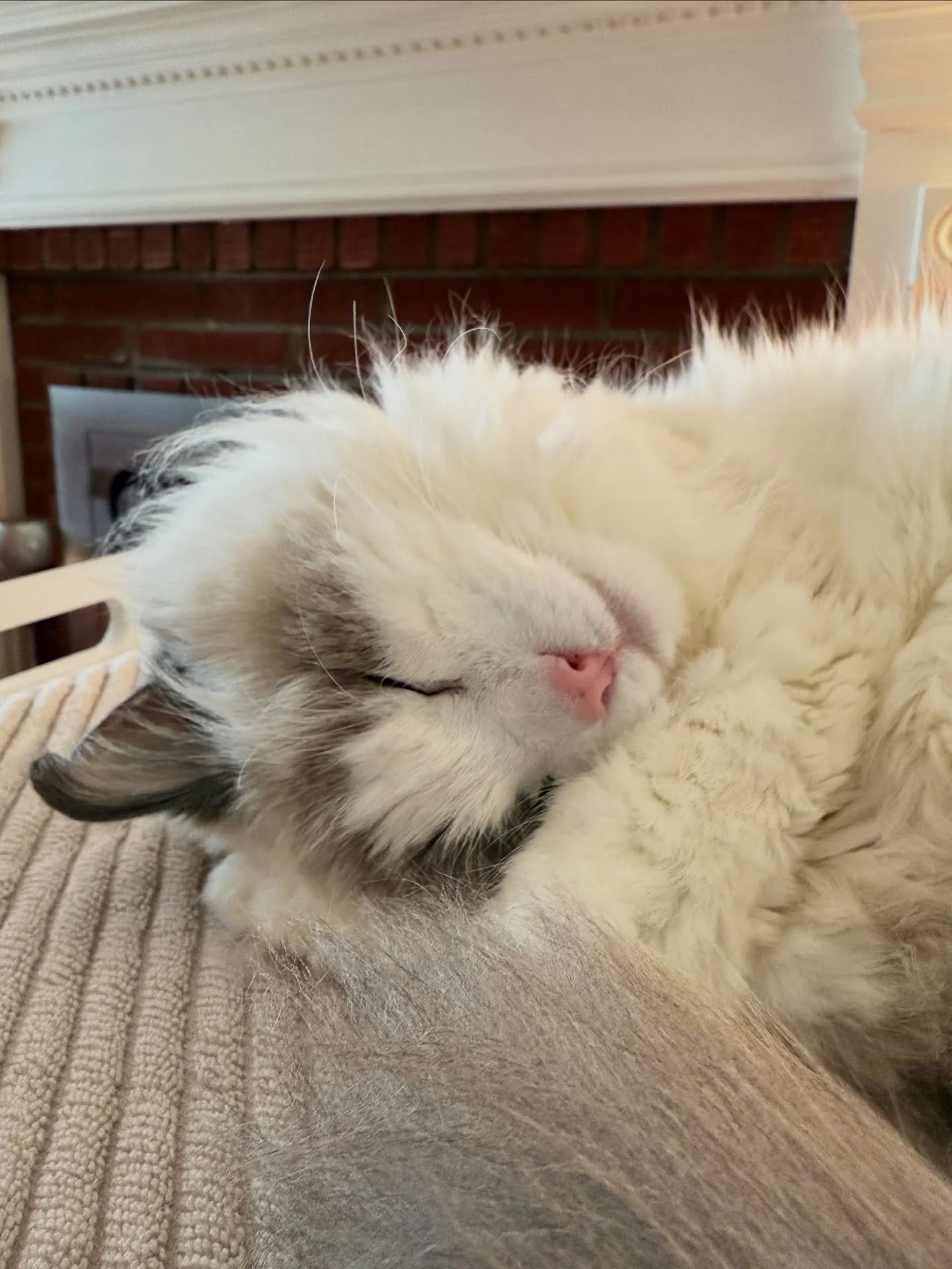 June was so happy and sweet and loving until her last day. I&rsquo;m so proud she made it to 20 years old!! She hung on as long as she could. She was very strong. These are the last pictures of her on my phone. I miss her like crazy. It&rsquo;s reall