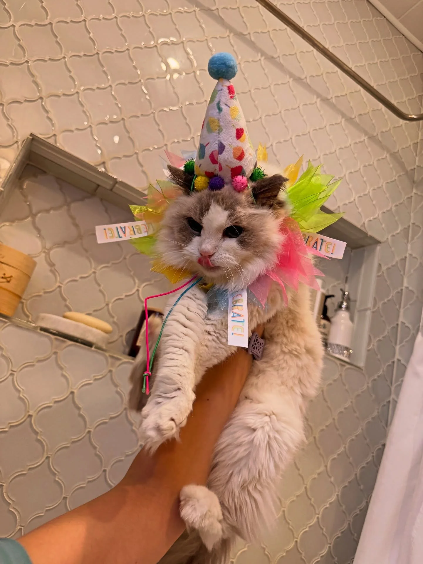 Our baby June has transitioned to another realm. She was 20 years old. I&rsquo;m going to need time to recover. She was my baby. Our love was infinite and our connection eternal 💜✨😻 I&rsquo;m so freaking heartbroken, but she&rsquo;s at peace in our