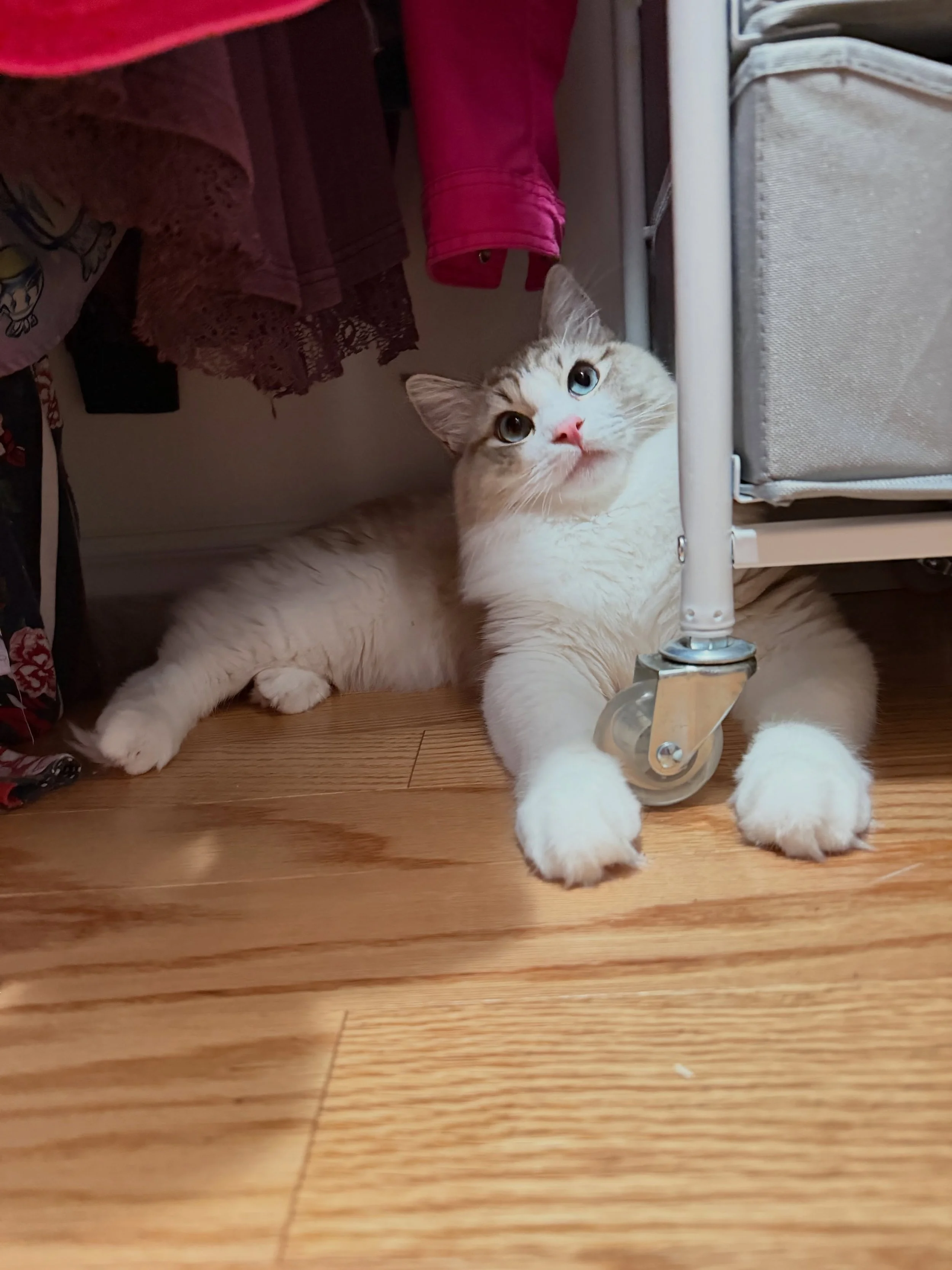 😻💜😻 Here is a &ldquo;petite&rdquo; chat-roussel of my precious babies: Ashka (14) and Sha&iuml; (10 months). I love them both more than I can express. They gave me gifts and a huge heart balloon for mama&rsquo;s day!