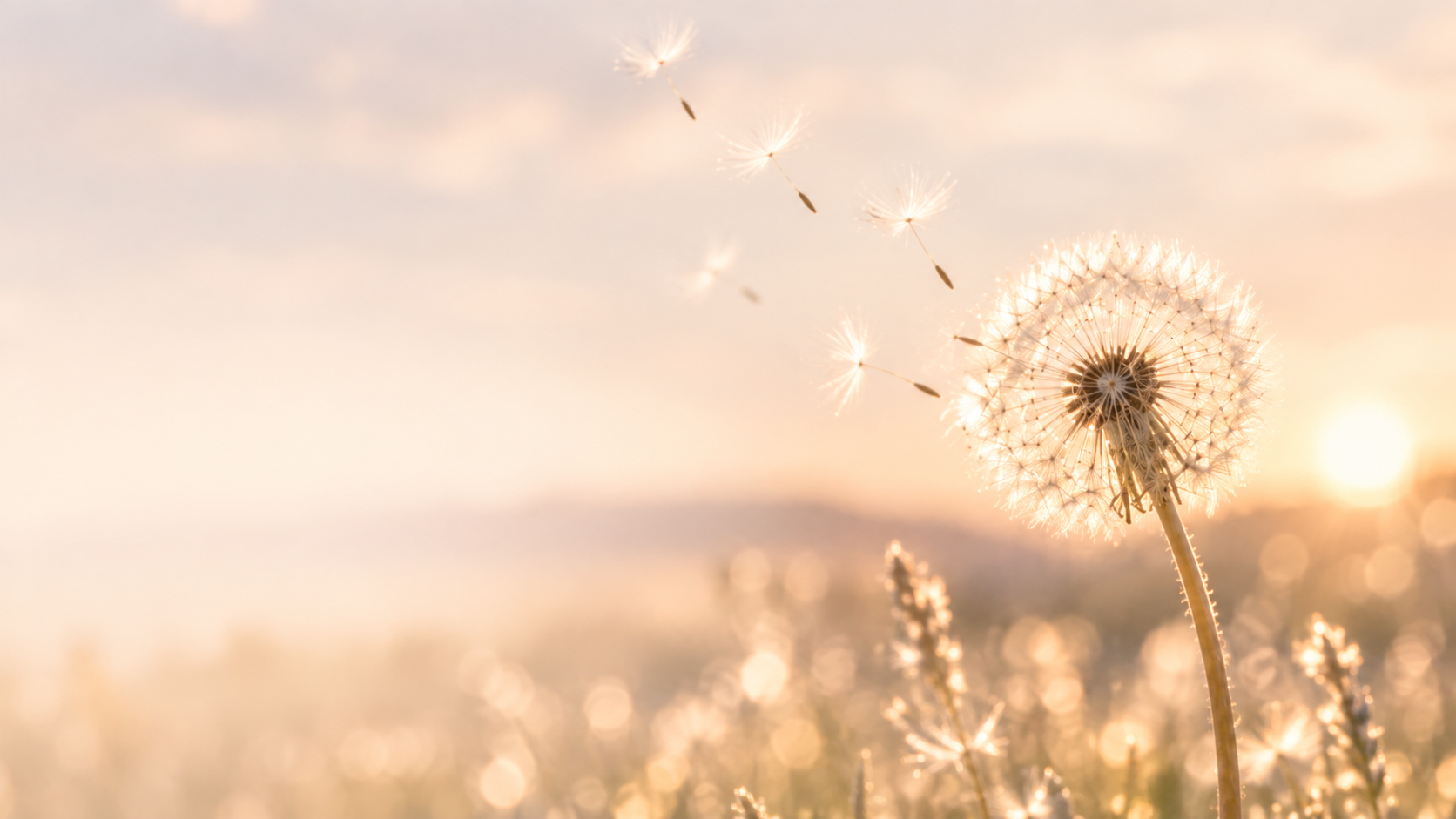 The Dandelion: A Reflection of My Philosophy