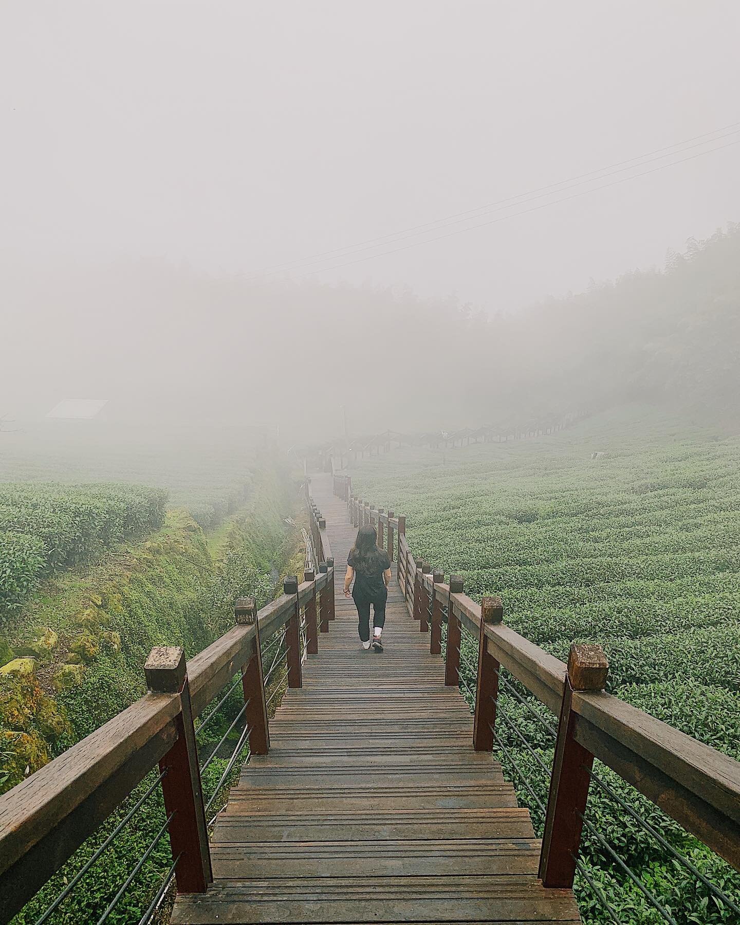 Find me among the tea fields

#alishan