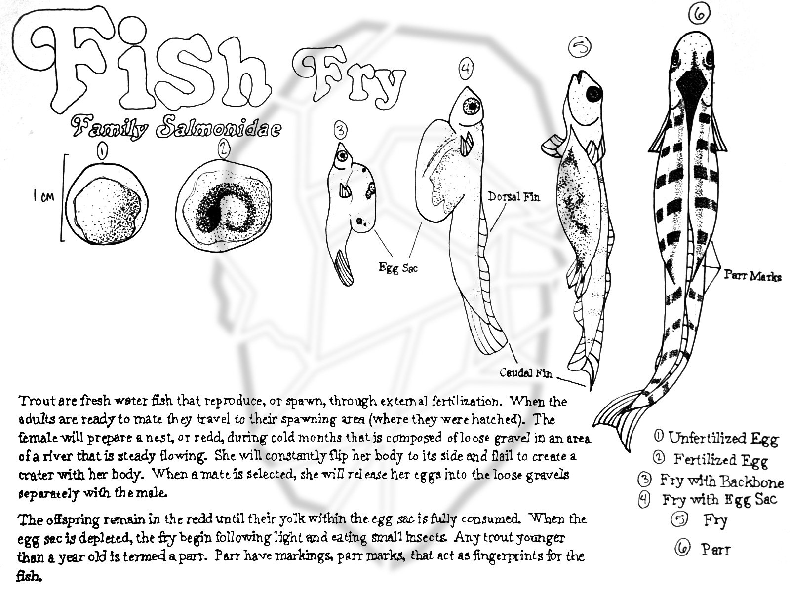 A scanned illustration of fish fry.