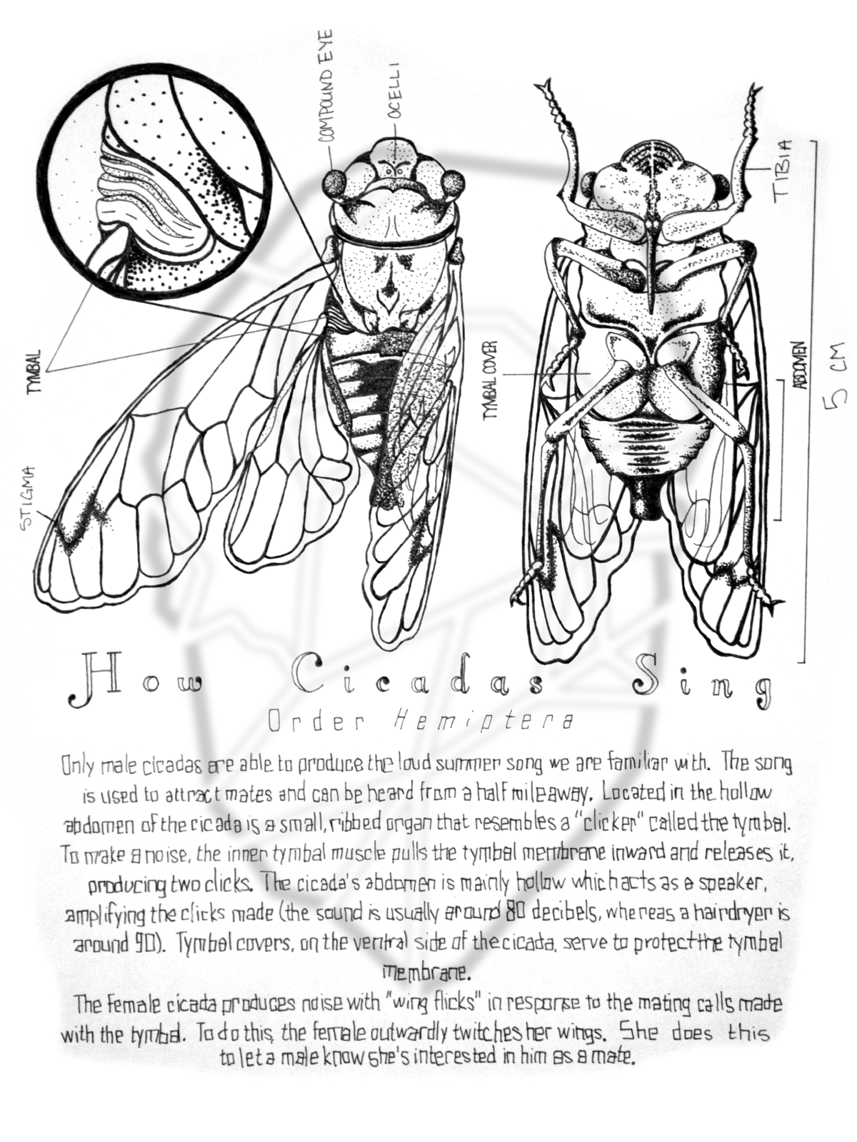 A scanned illustration of cicadas.