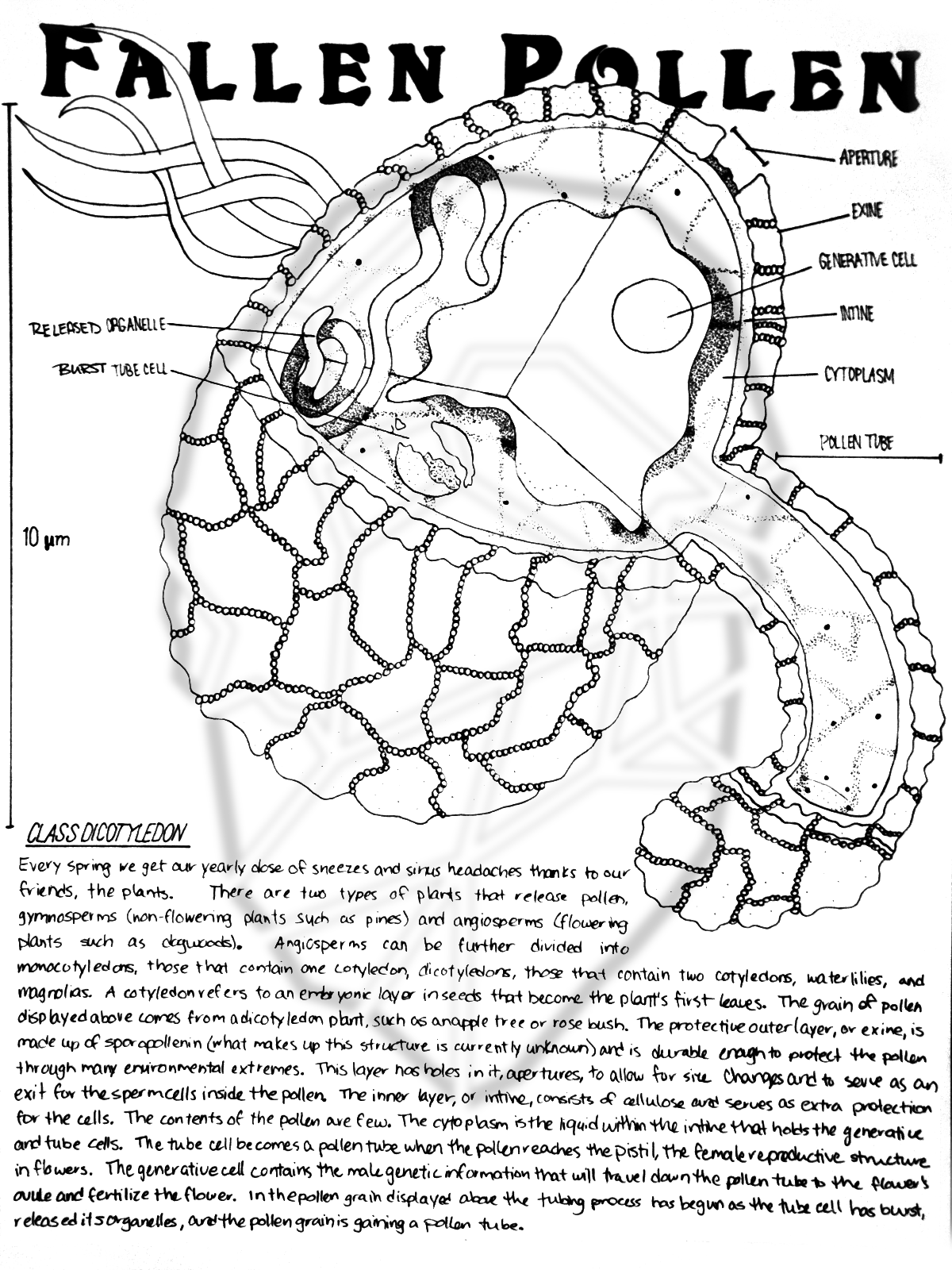 A scanned illustration of pollen.